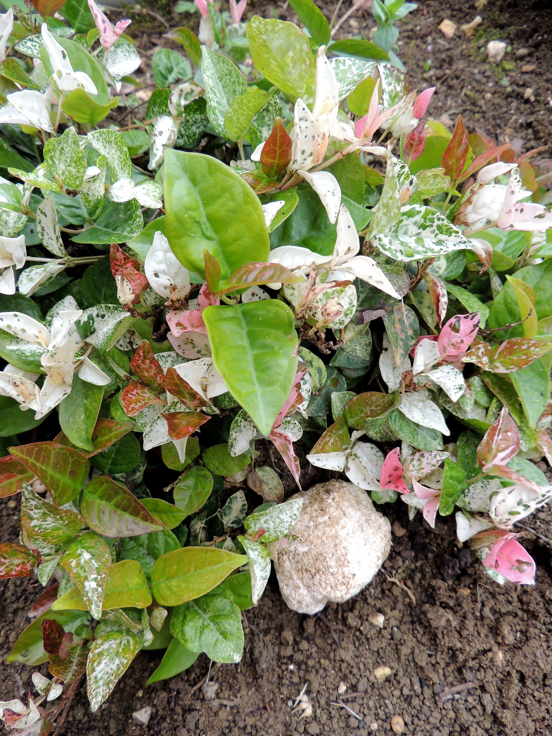 Rhyncospermum asiaticum tricolor