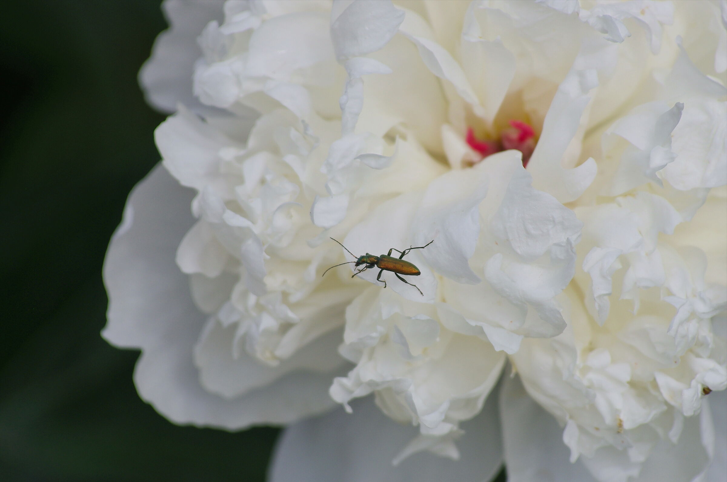 Chrysanthia viridissima