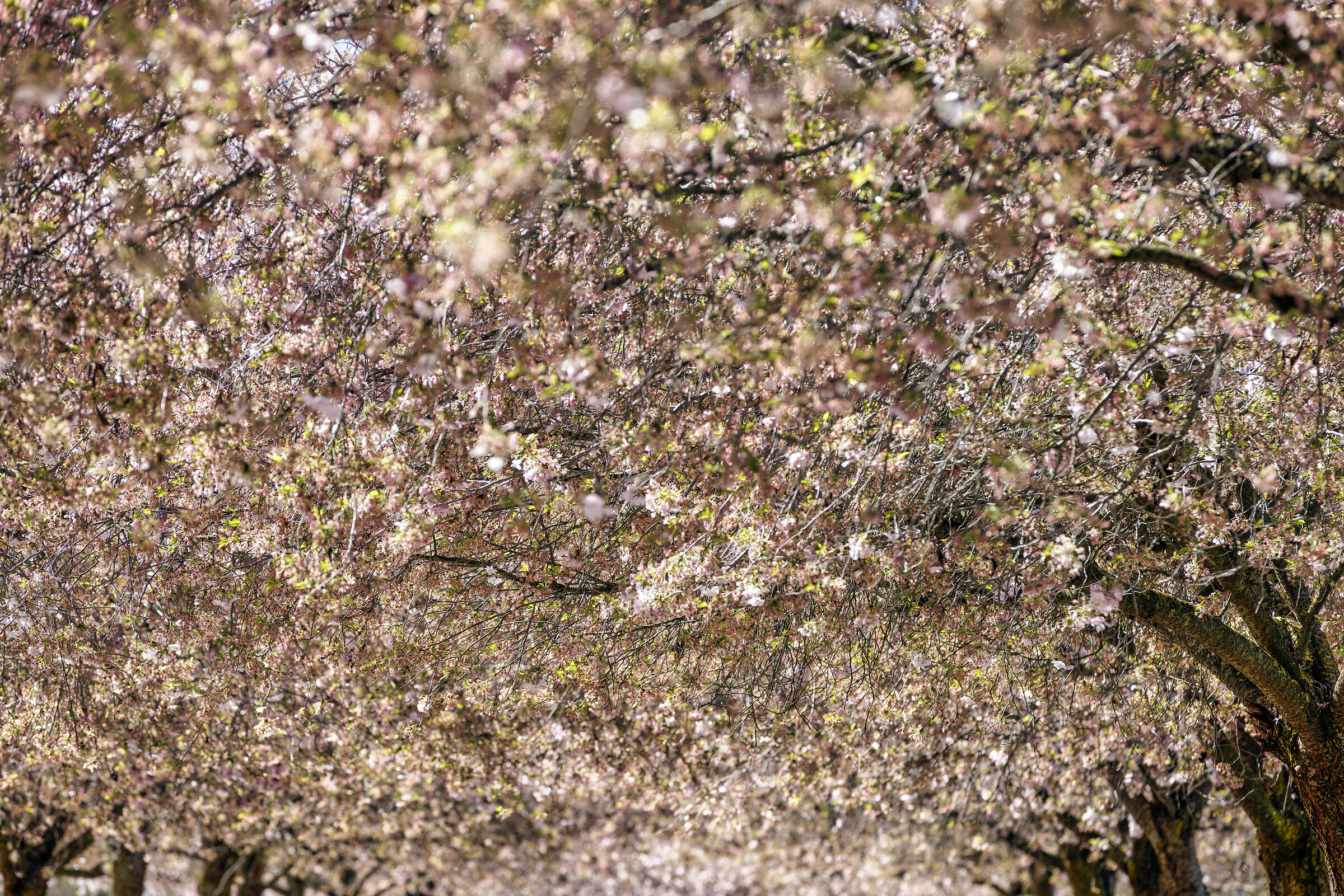 Foliage
