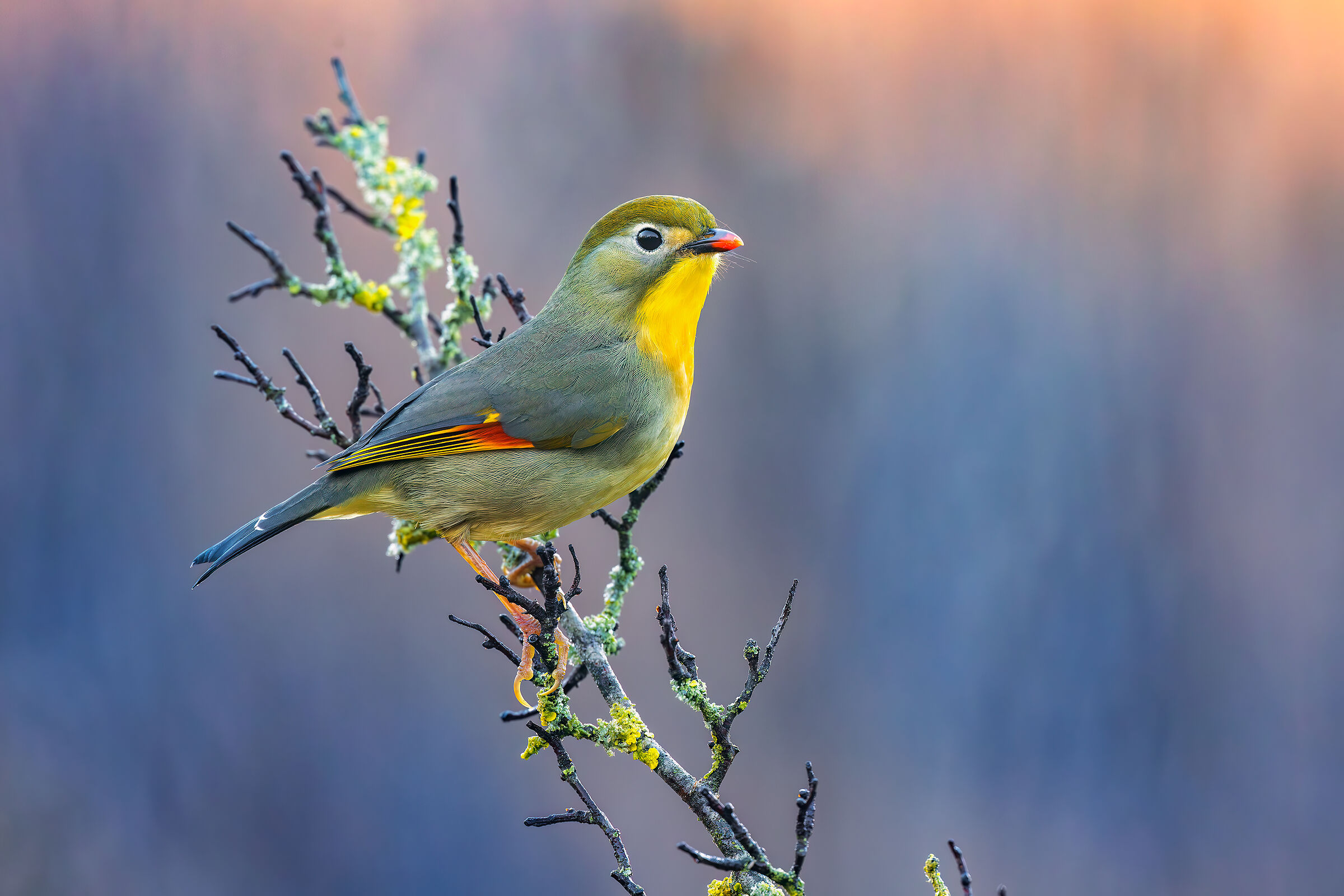 Usignolo de Giappone