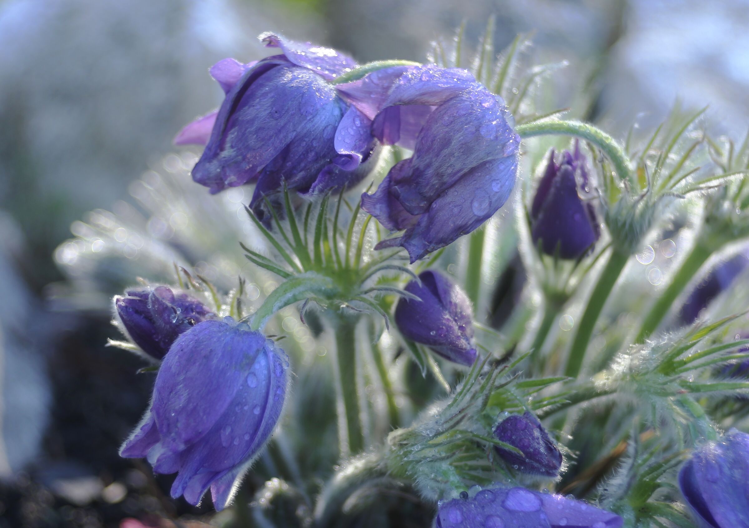 "Scars of life. No compensation"