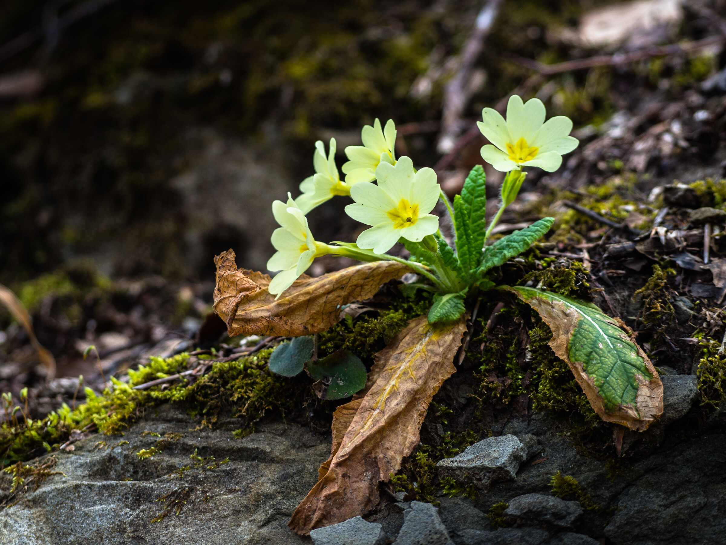 Gorzanine primroses