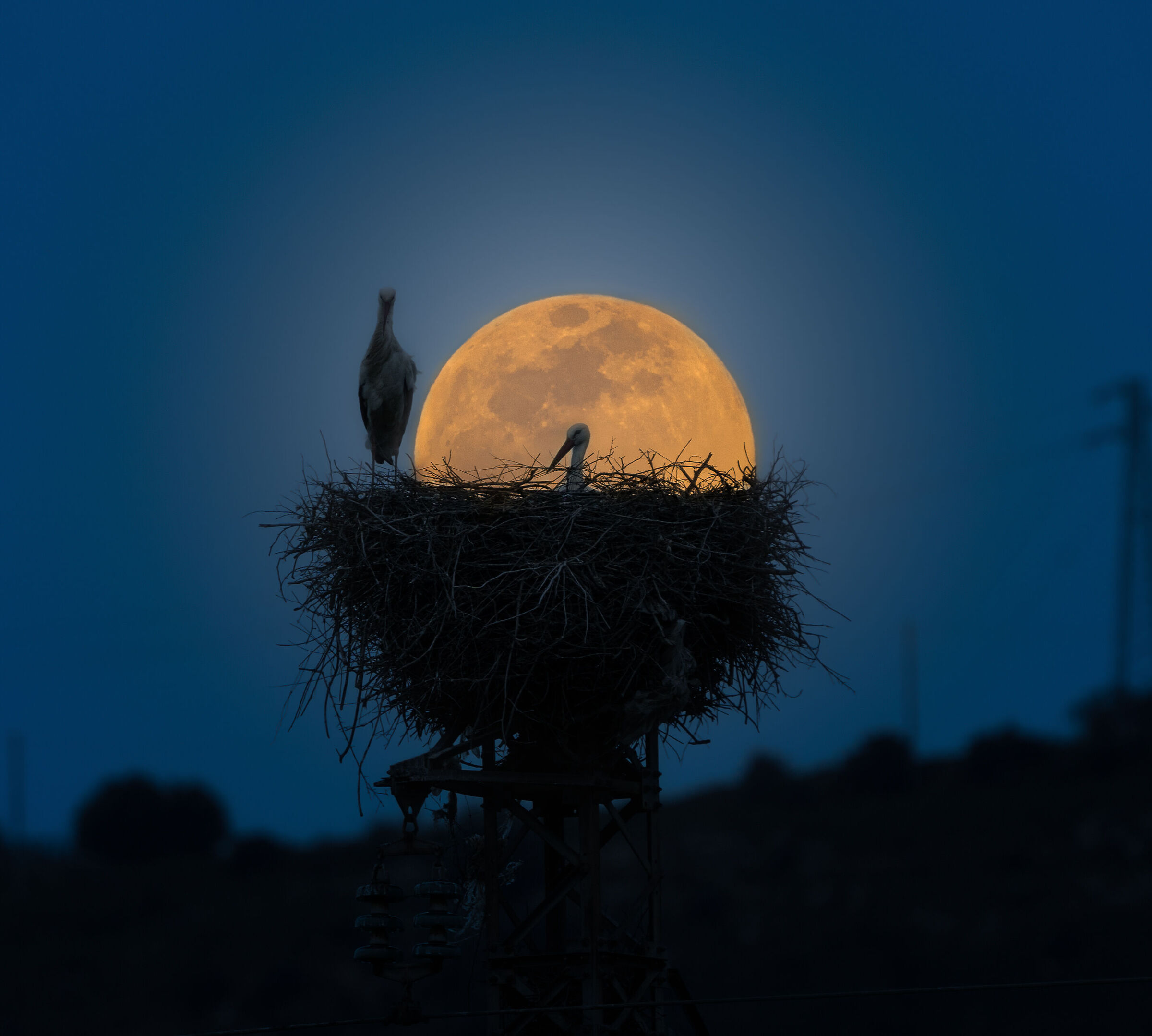 cicogne illuminate dalla luna