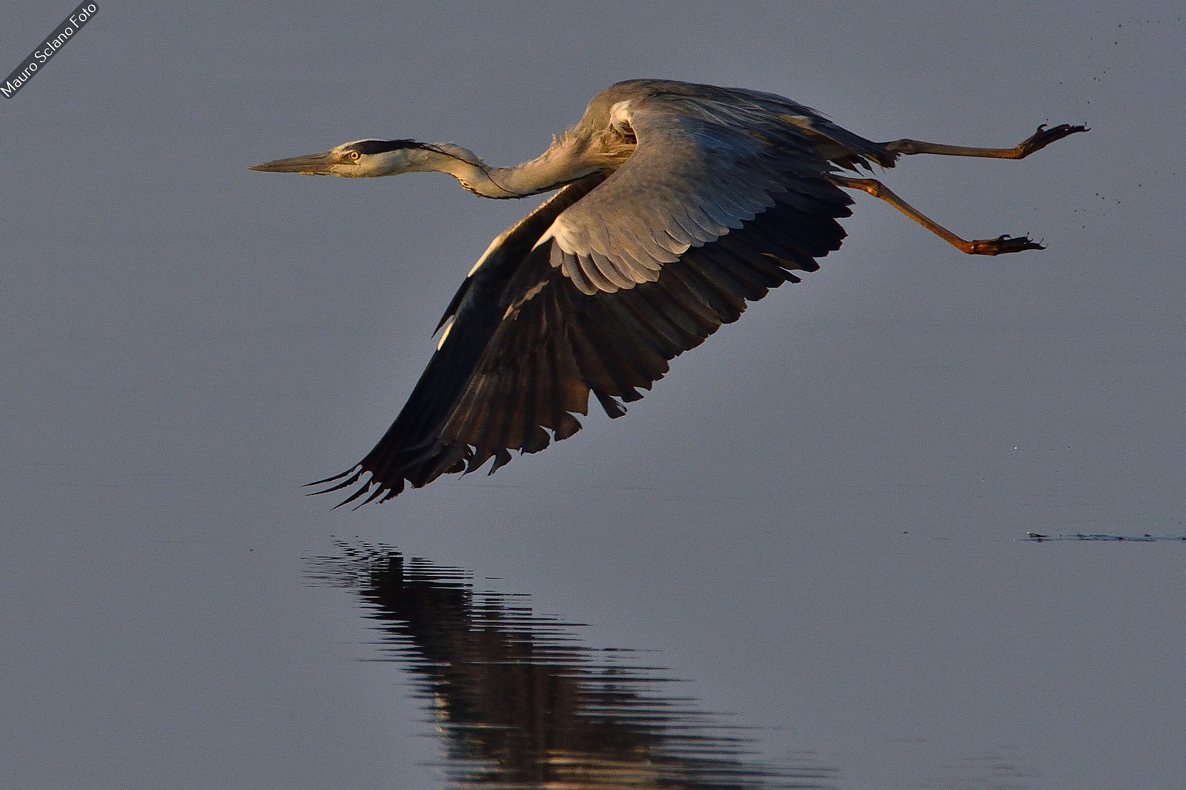 Grey heron