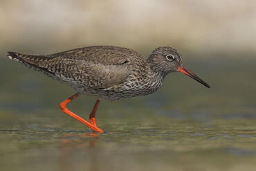 Tringa totanus