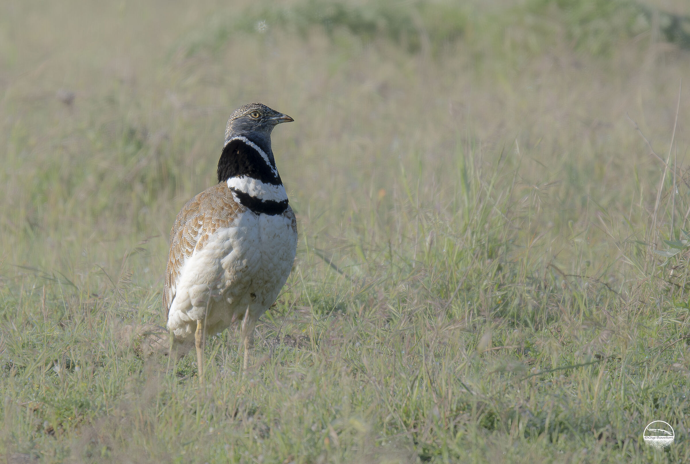 little bustard