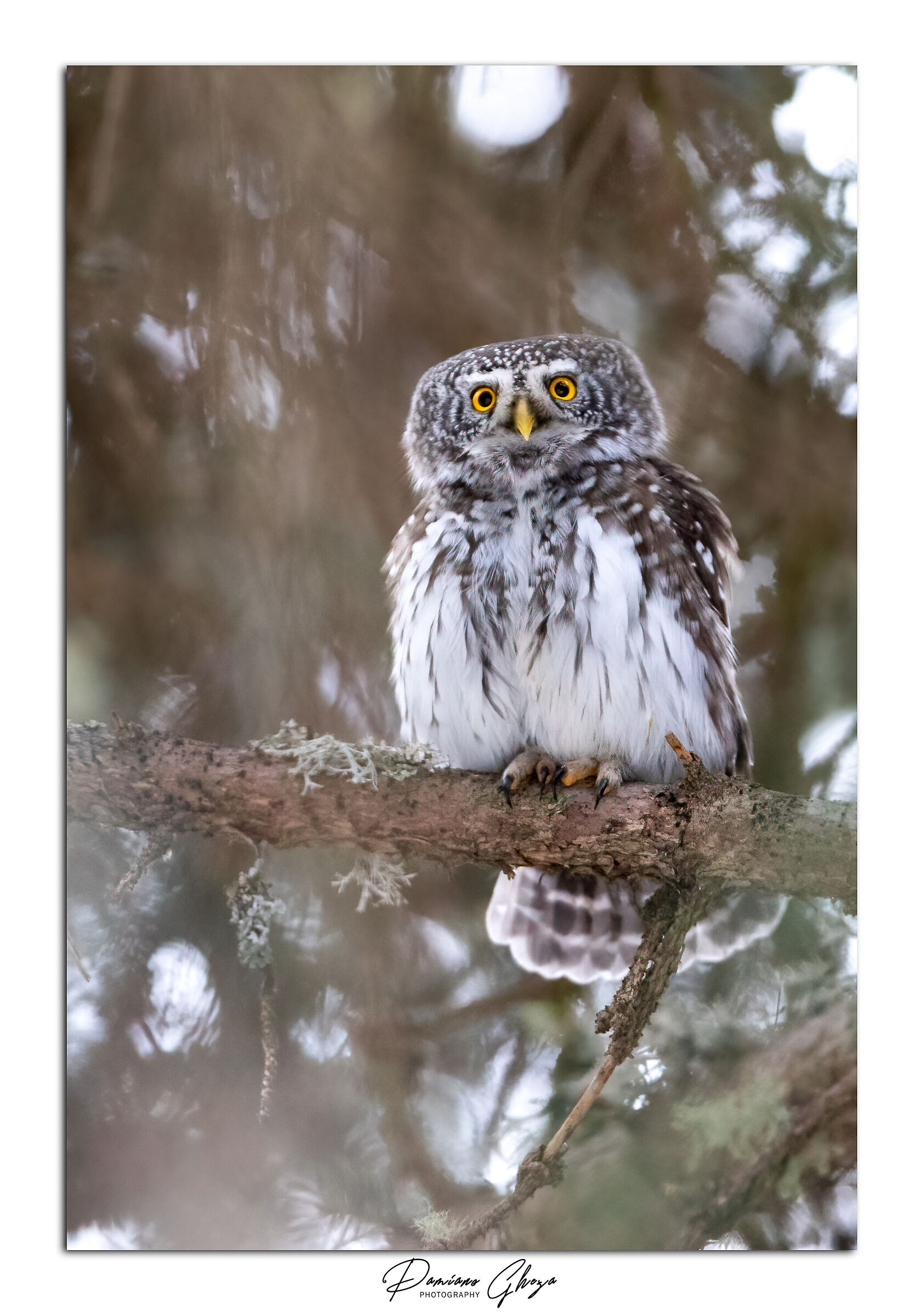 Dwarf owl