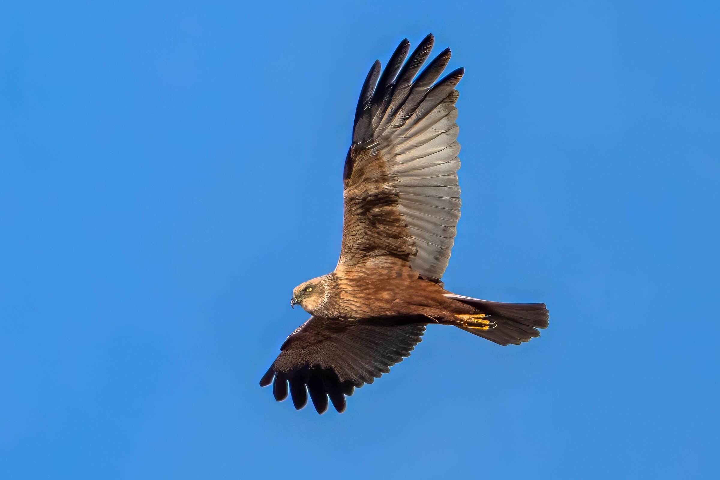 Marsh Harrier (Circus aeruginosus)