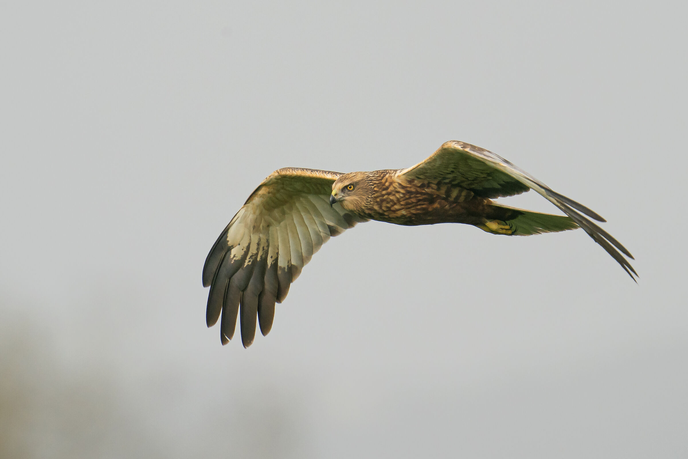 Falco di palude maschio