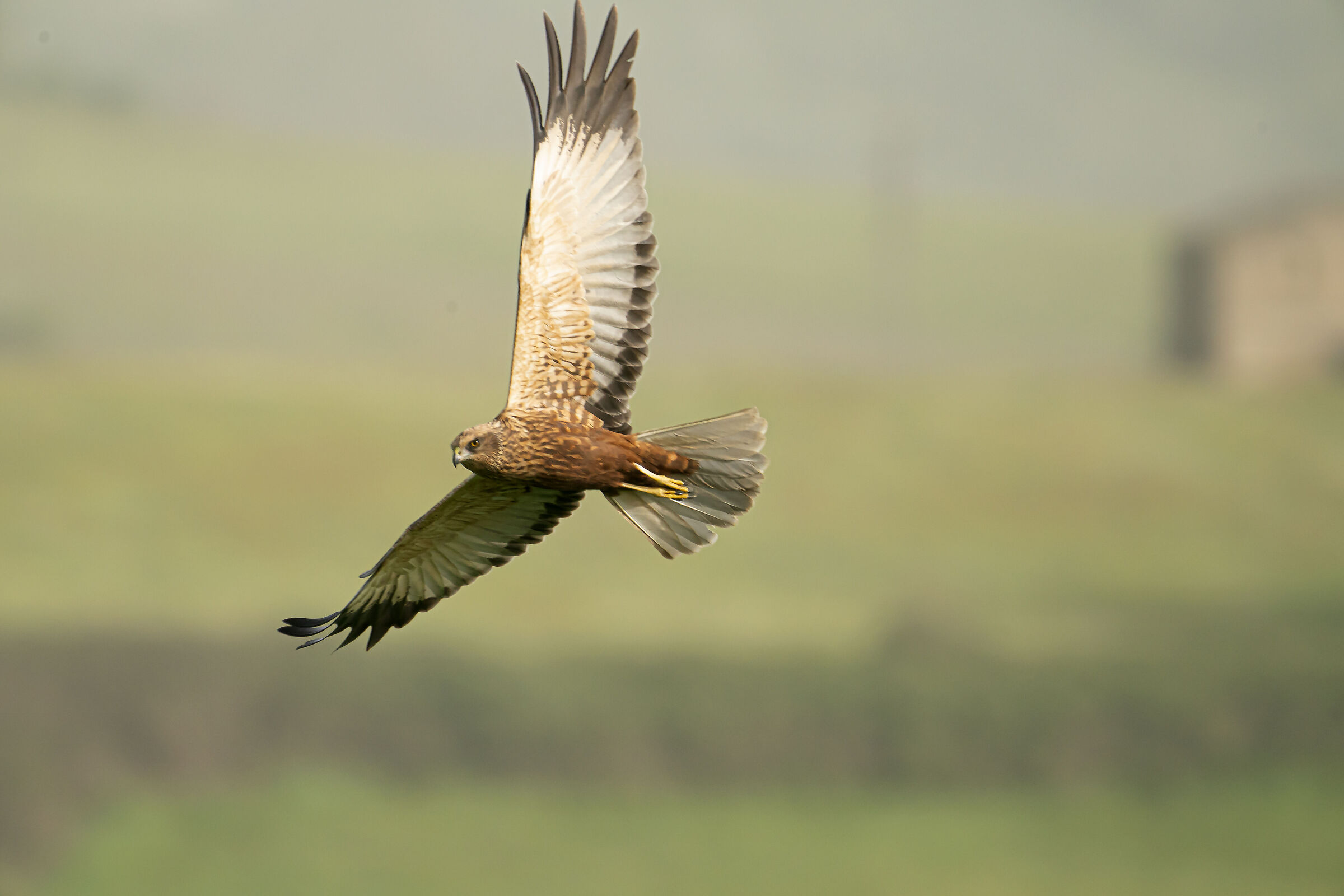 Falco di palude maschio