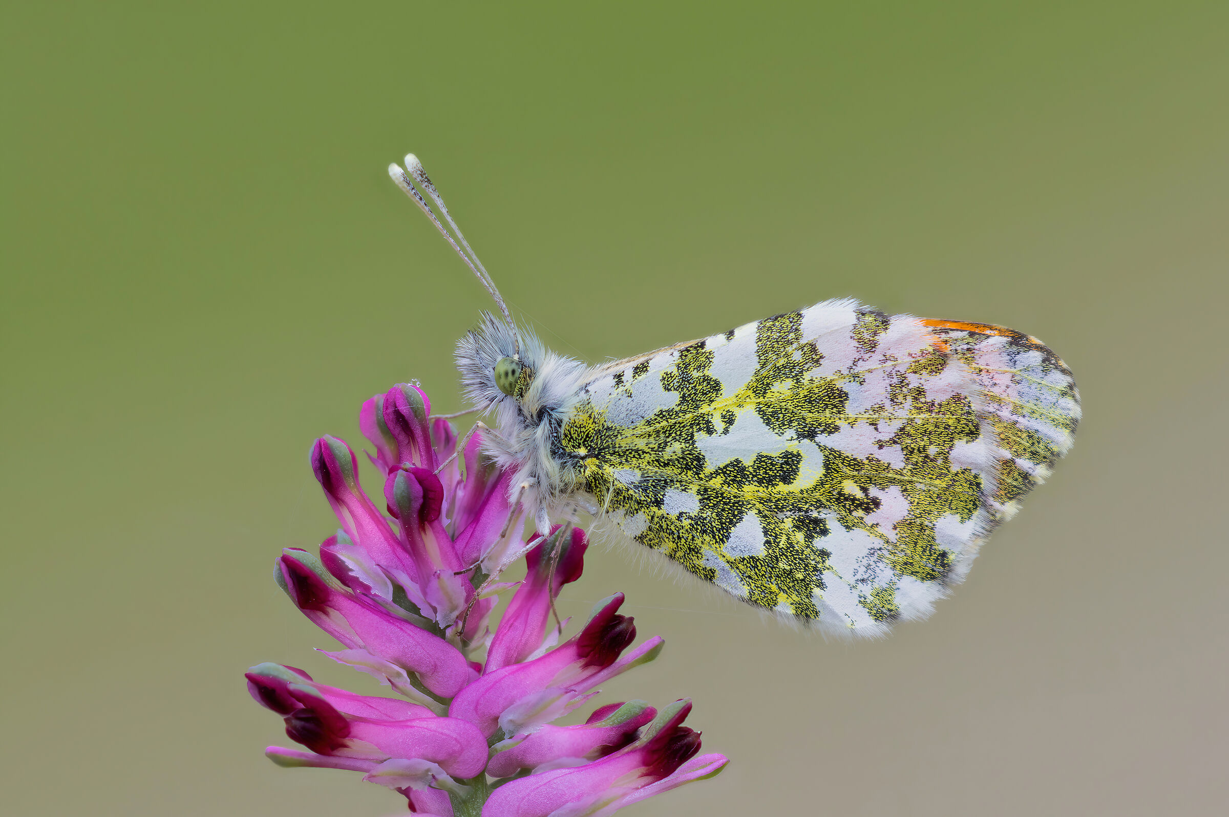 Anthocharis cardamines