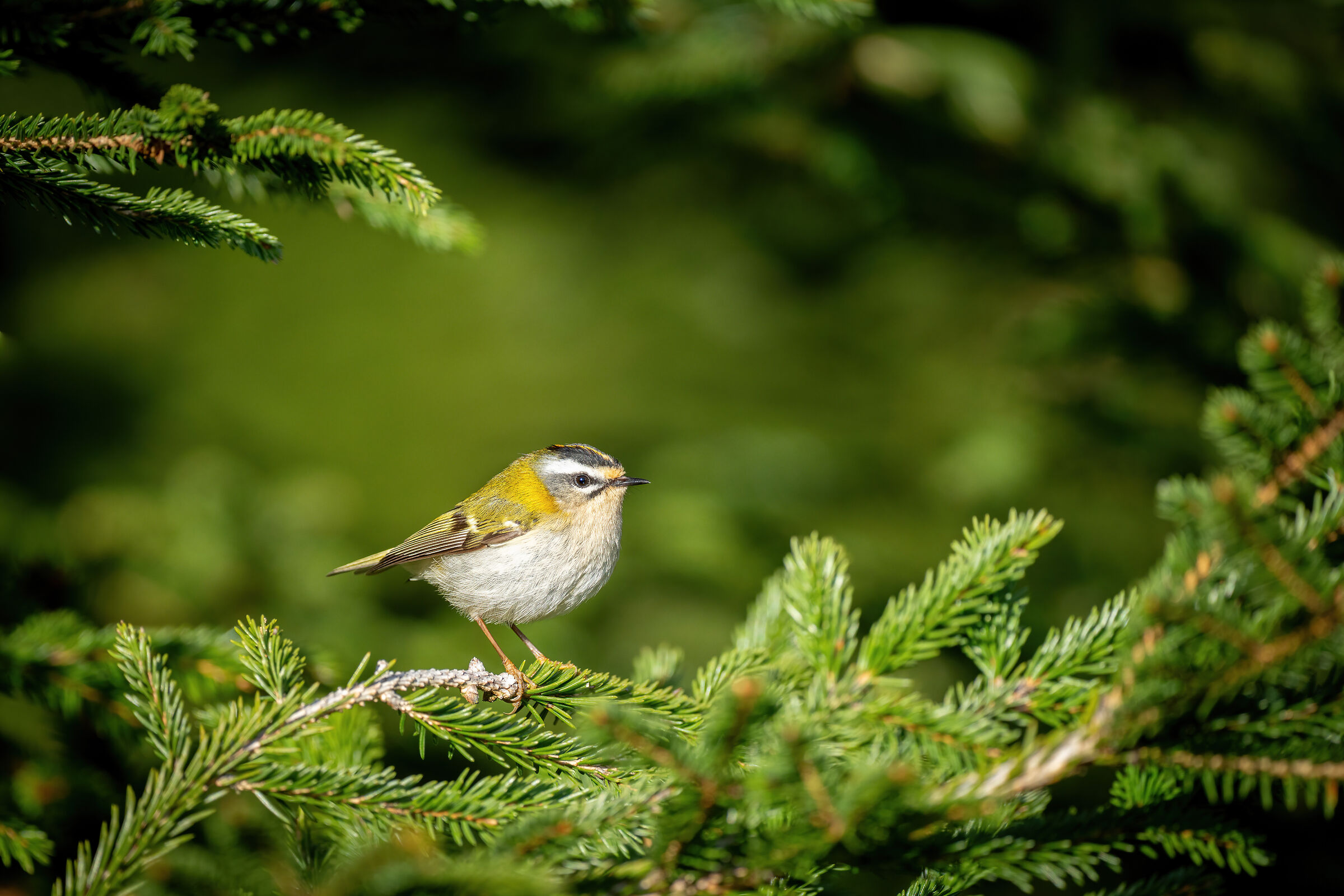 Common firecrest (Regulus ignicapilla)