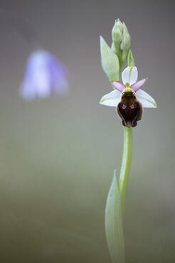Ophrys argolica