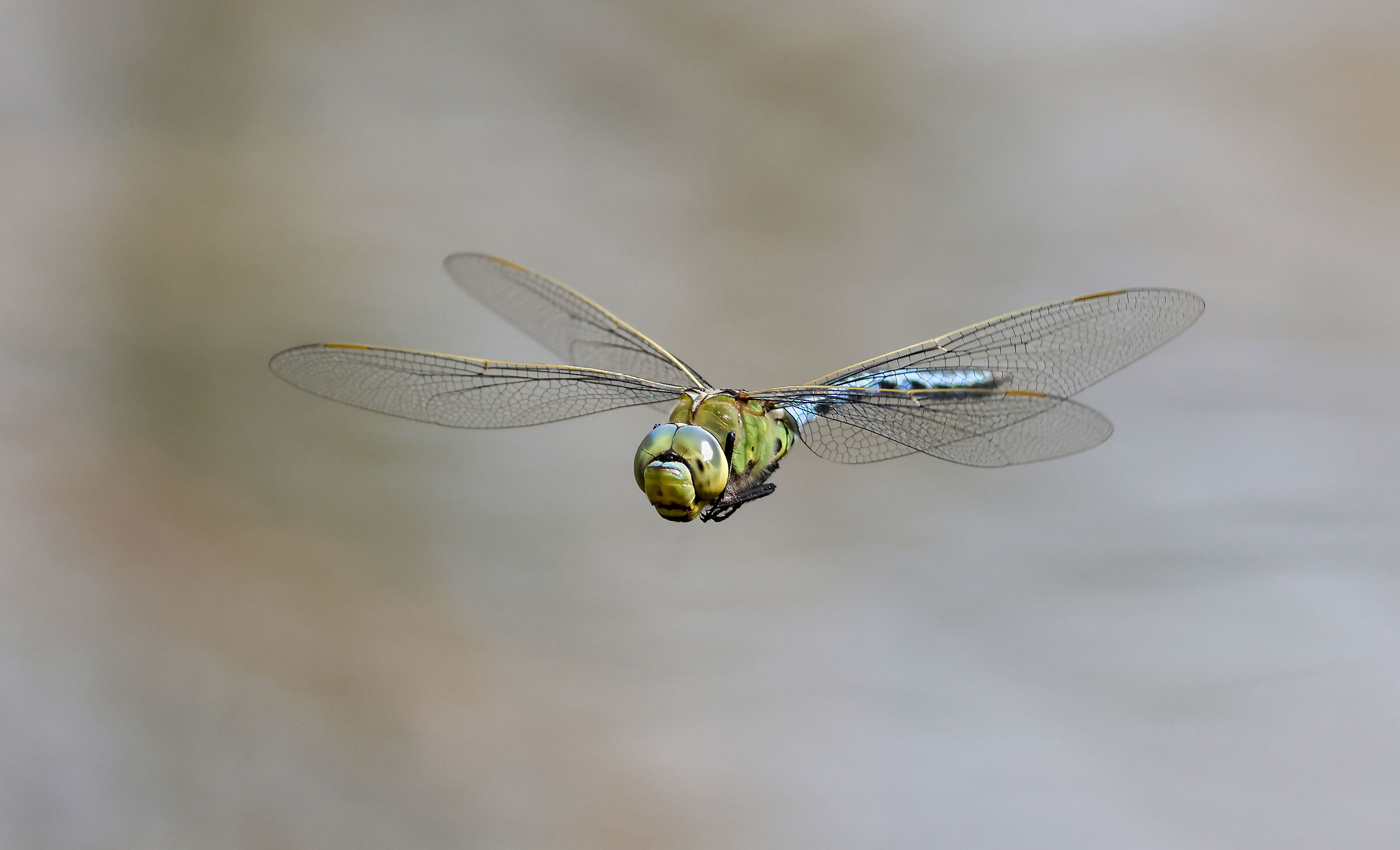 Libellula maschio imperatore blu. ( Anax imperator)