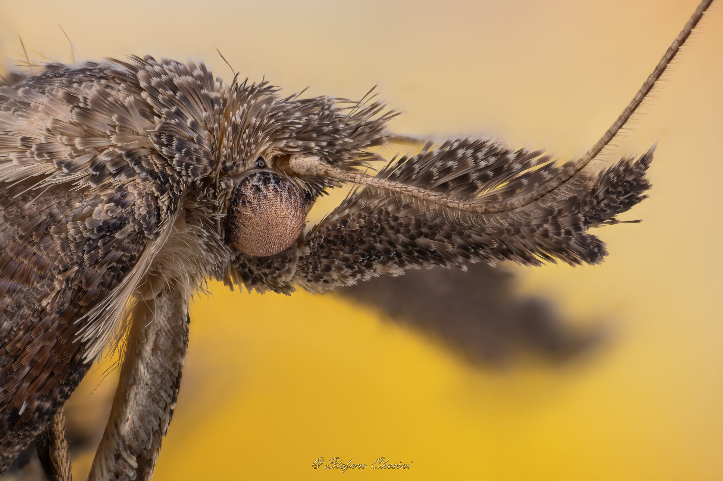 Head of Plodia (Interpunctella)