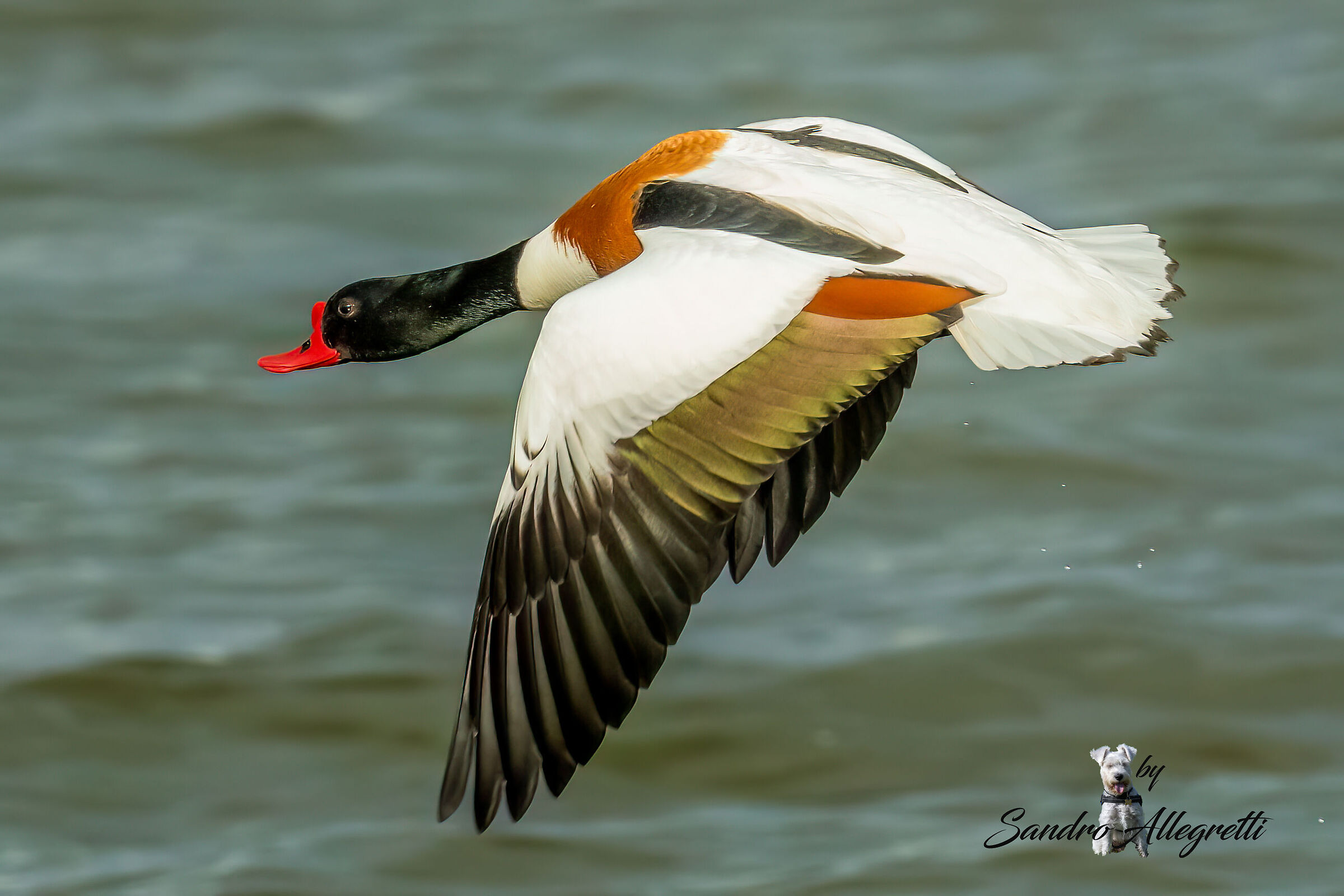 La volpoca (Tadorna tadorna)