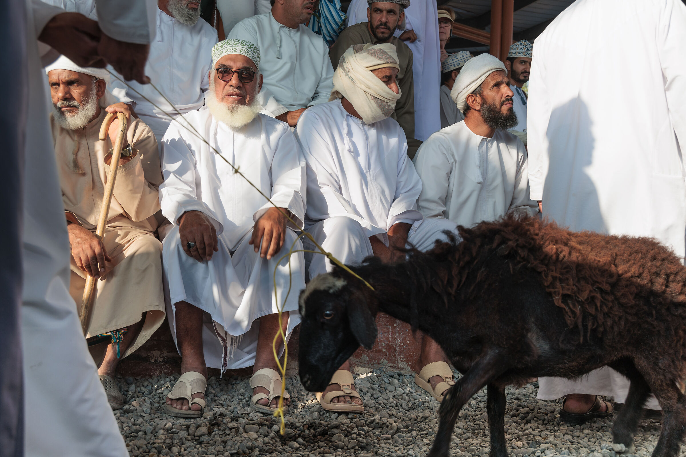 mercato animali di nizwa