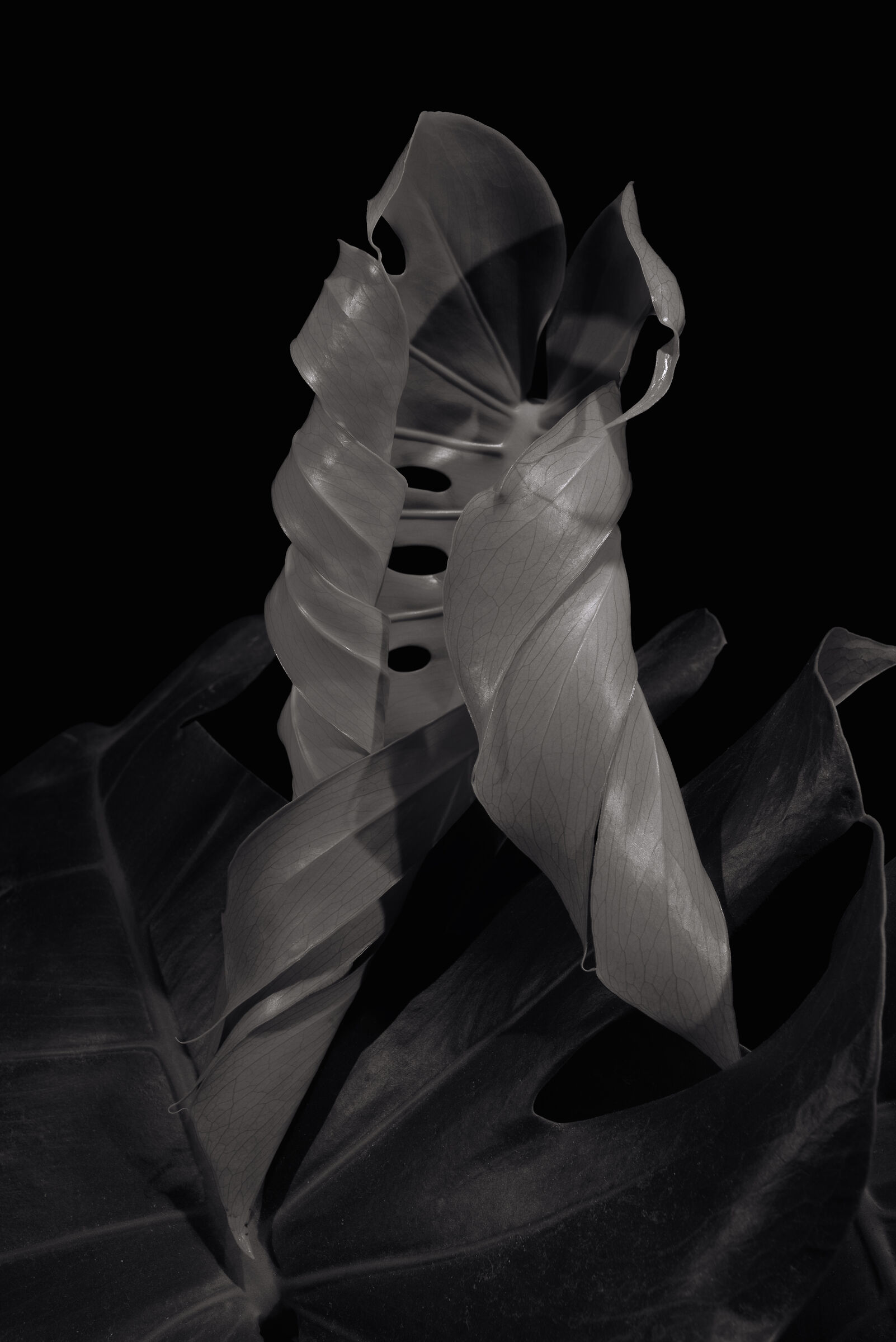 Monstera