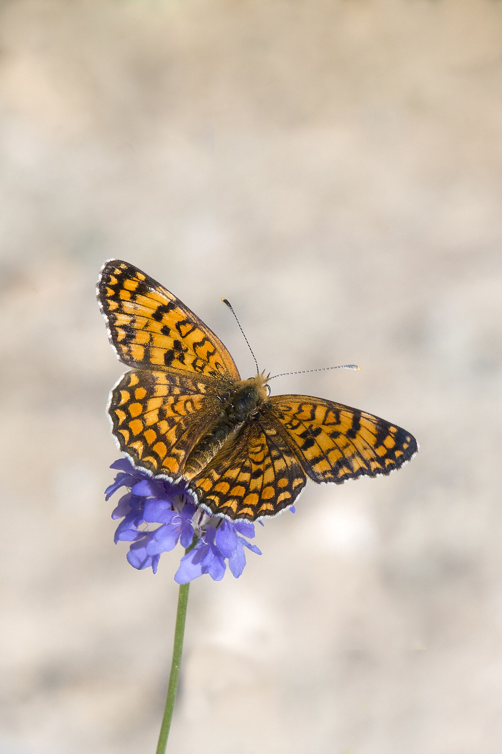 Melitaea phoebe