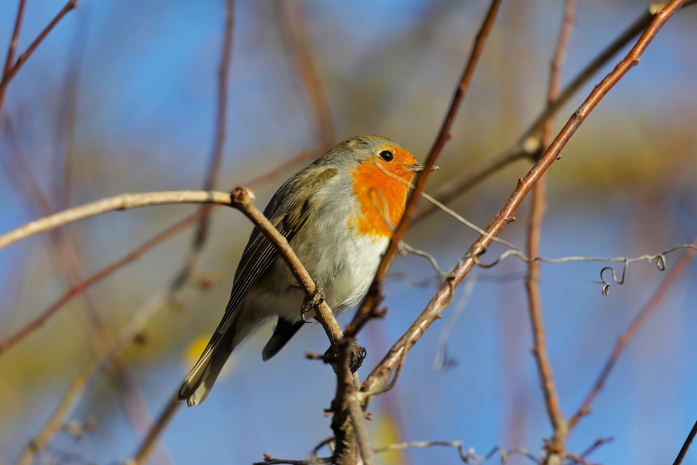 Robin 24 January 2024 - 0115