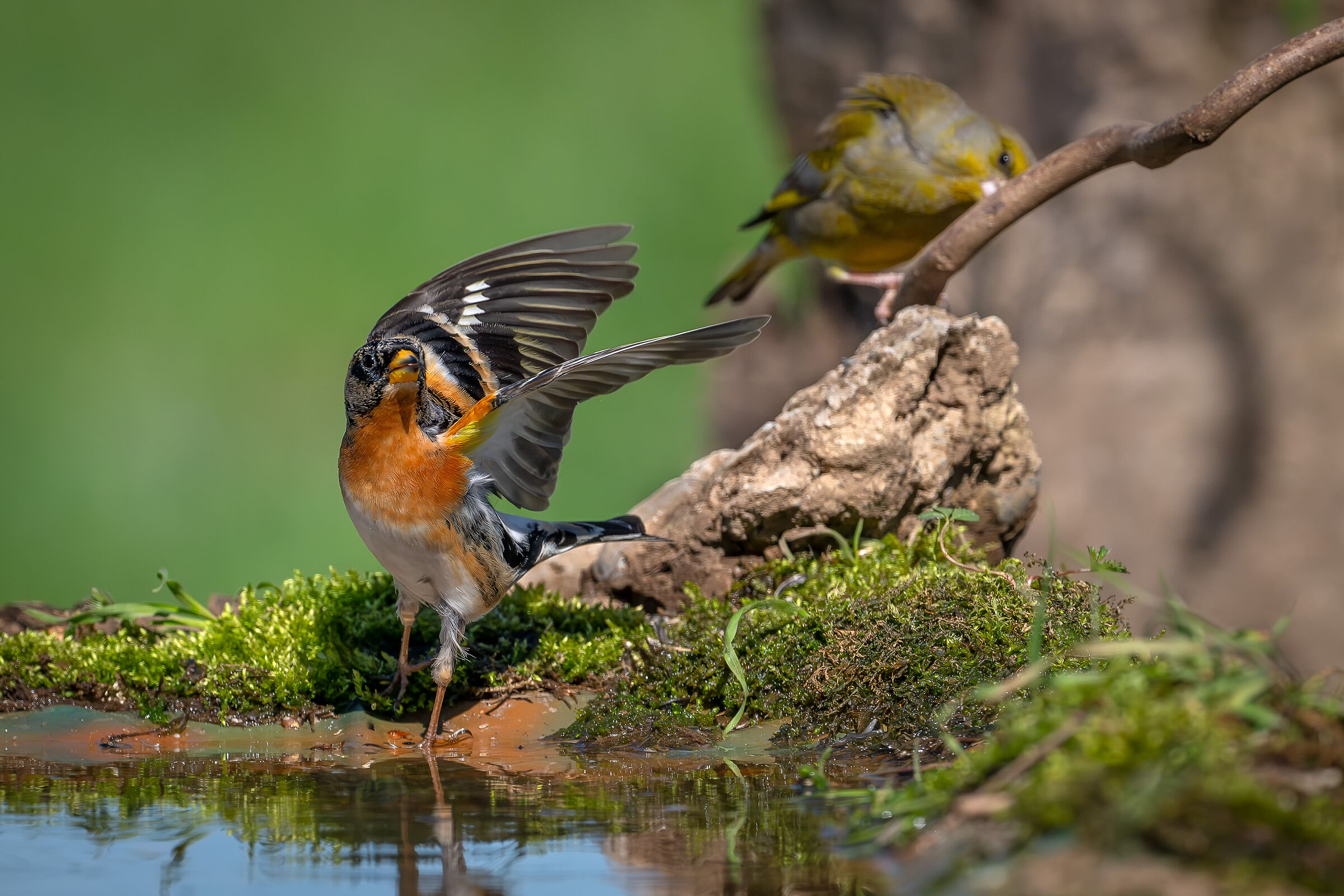 Peppola #capannocora