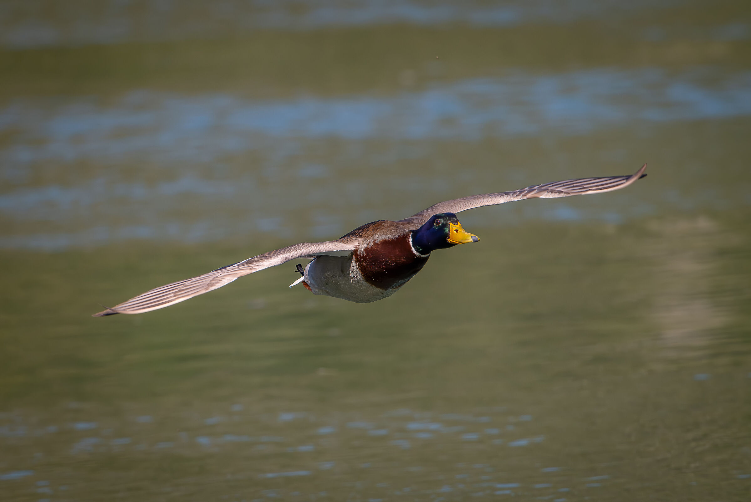 Mallard in flight