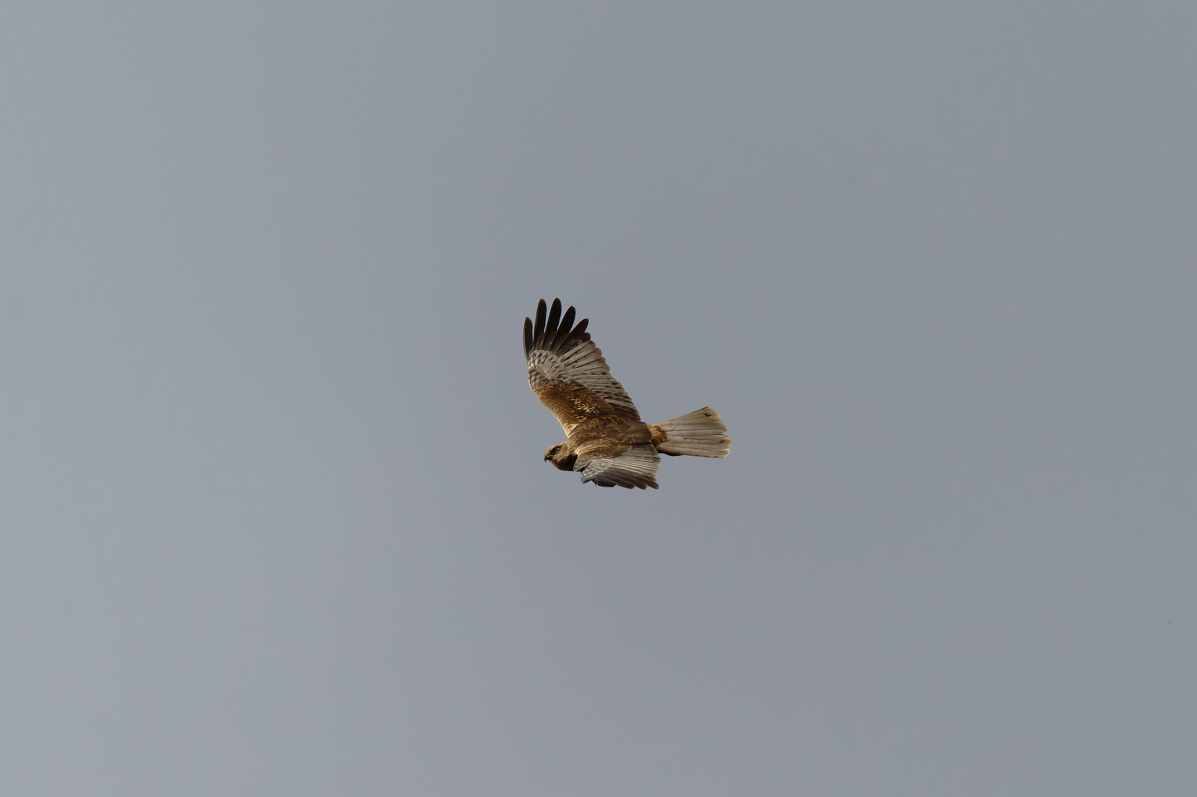 Marsh Harrier