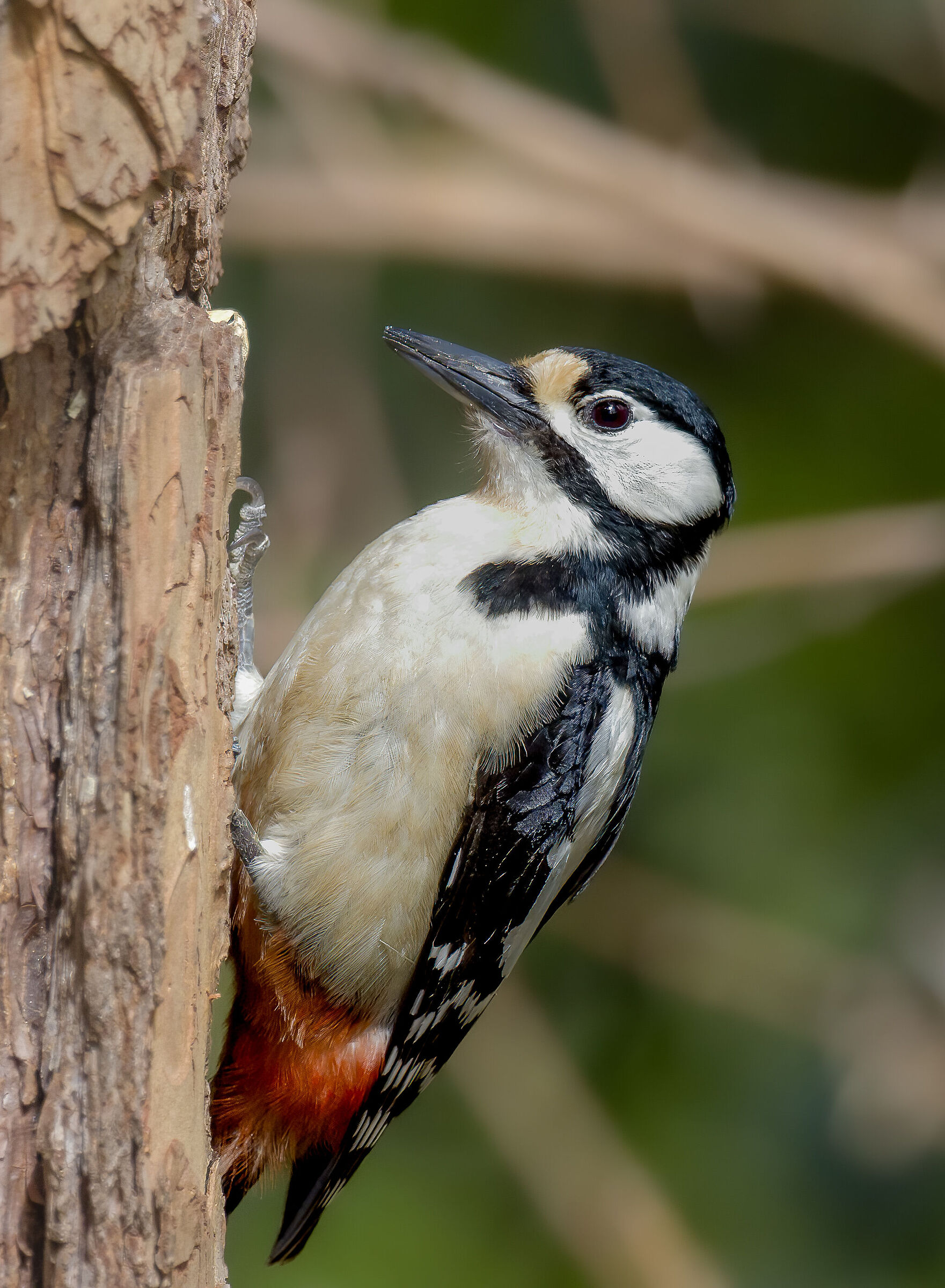 Spotted woodpecker