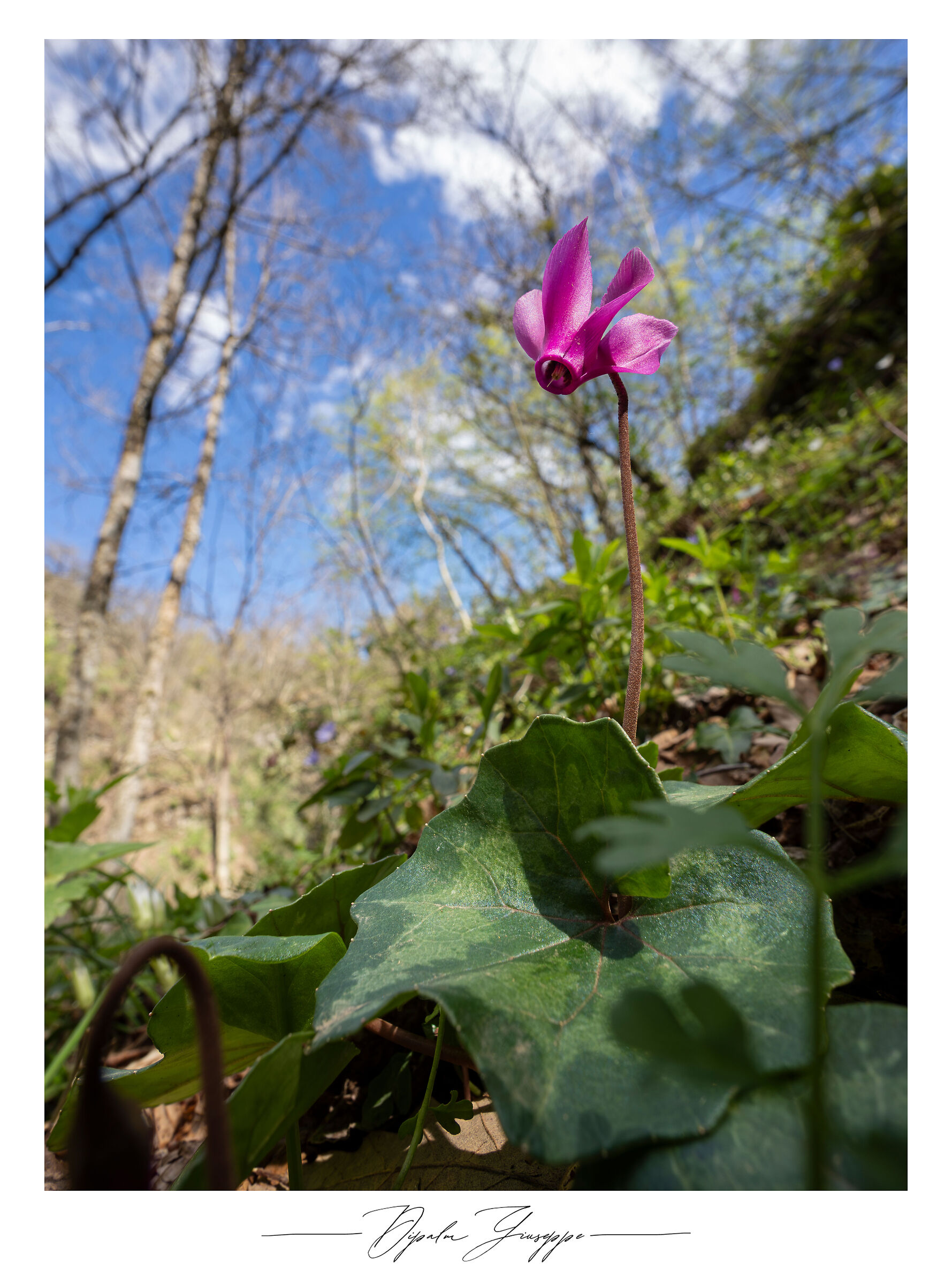 Cyclamen repandum