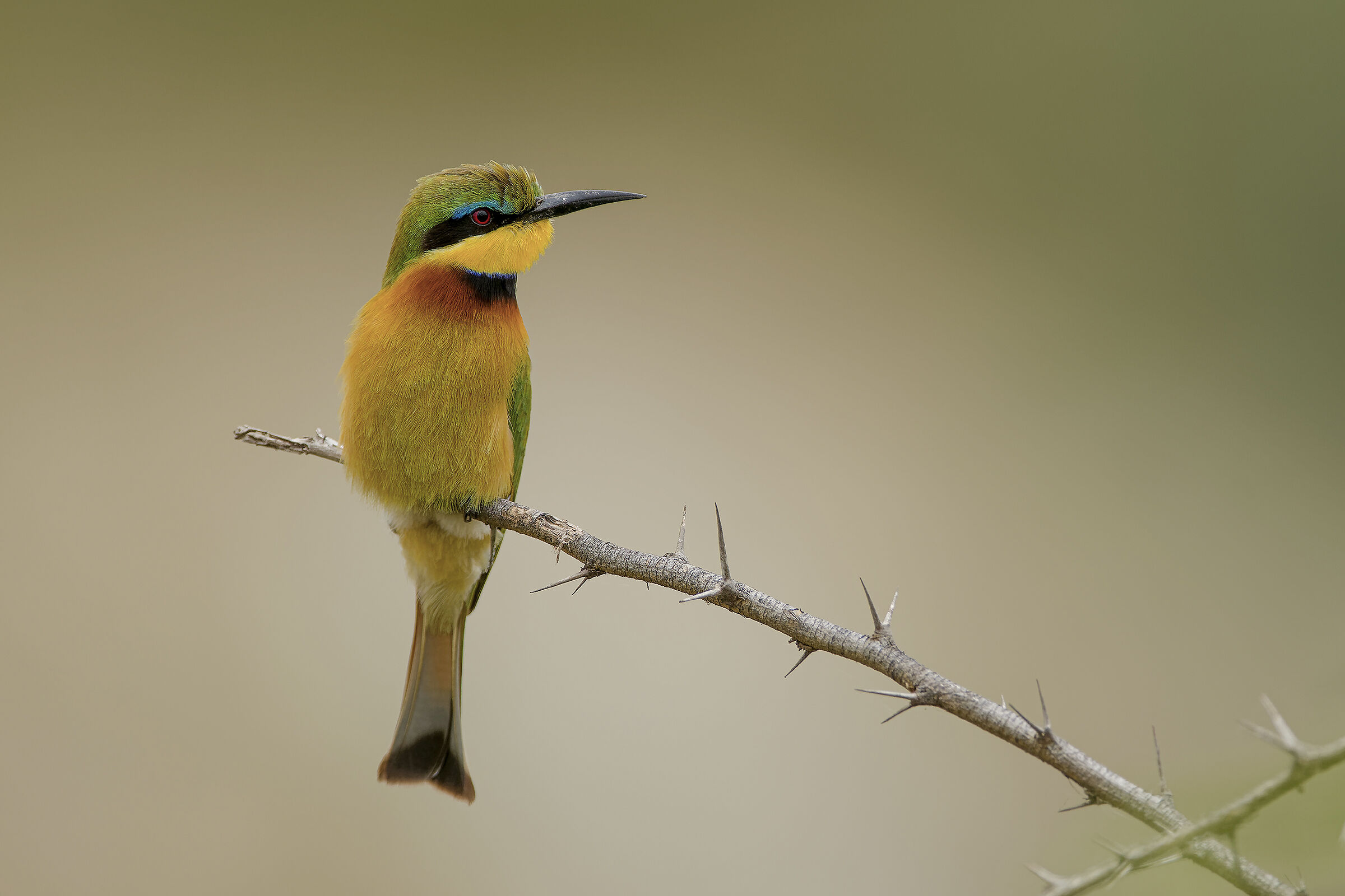 il mangiatore di api