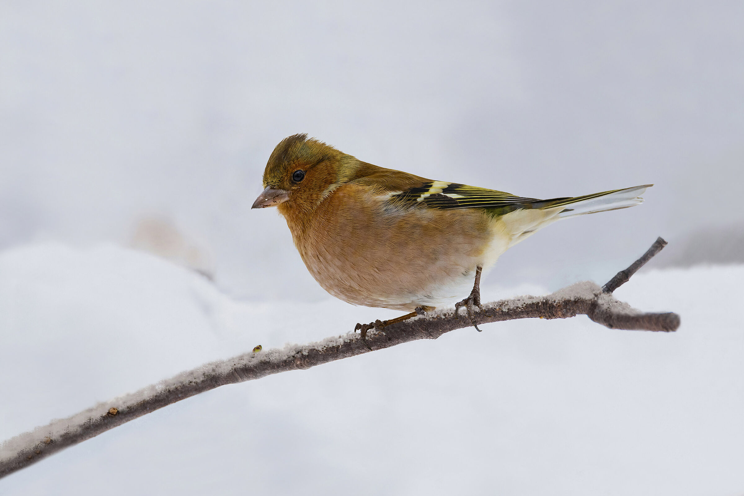 Coda d'inverno