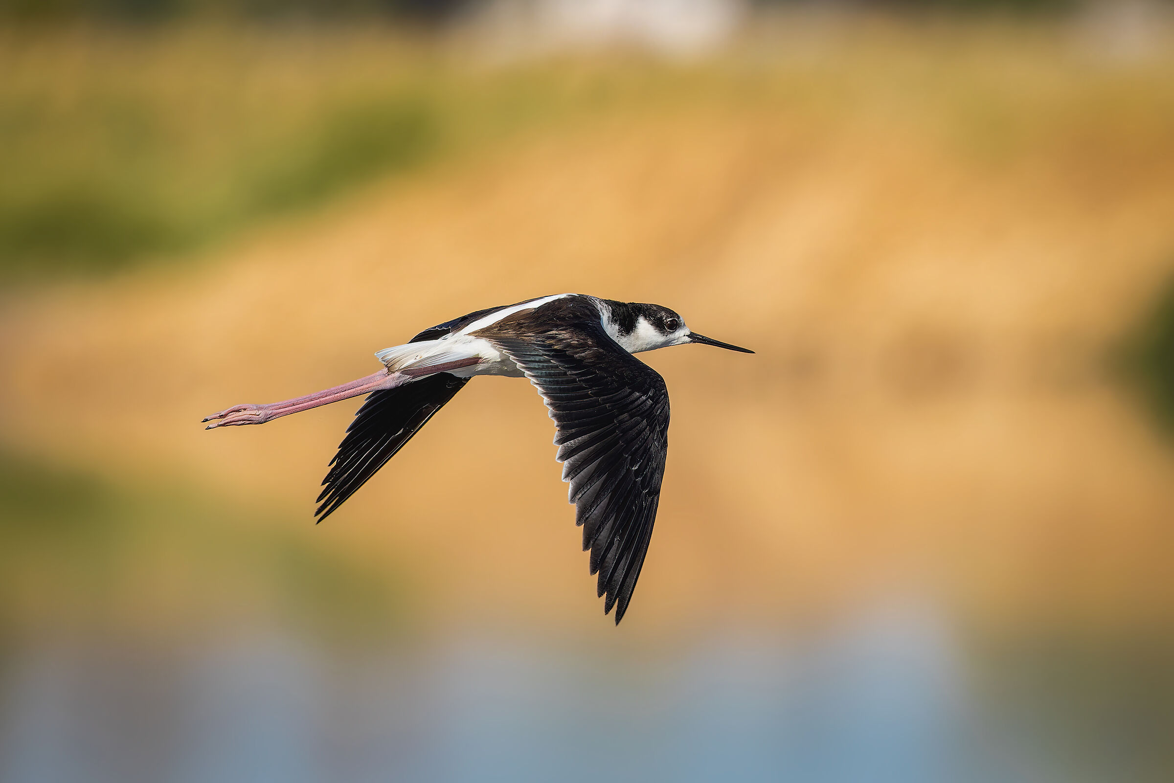 Cavaliere d'Italia n.1