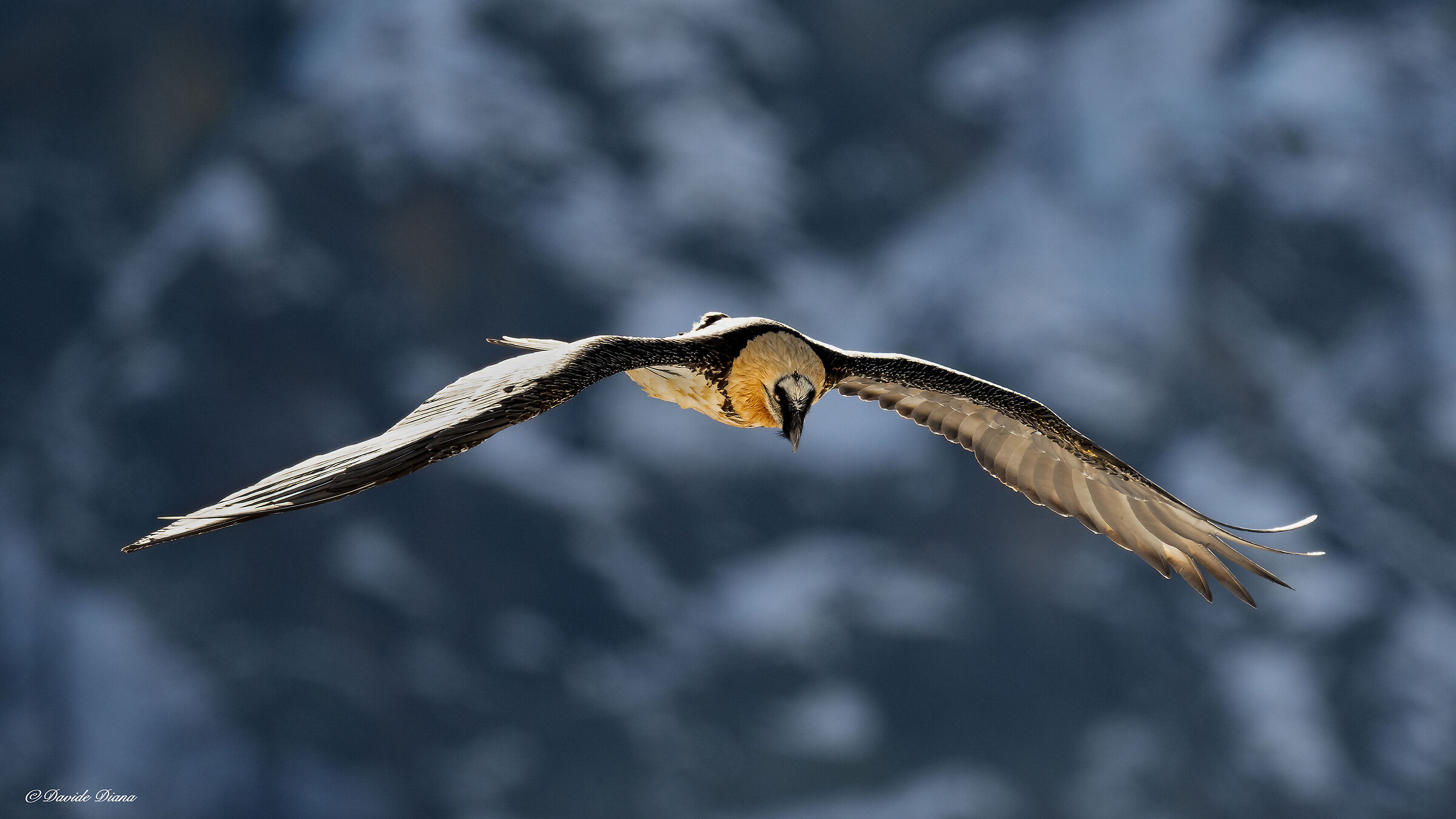 Gypaetus barbatus - Gran Paradiso National Park