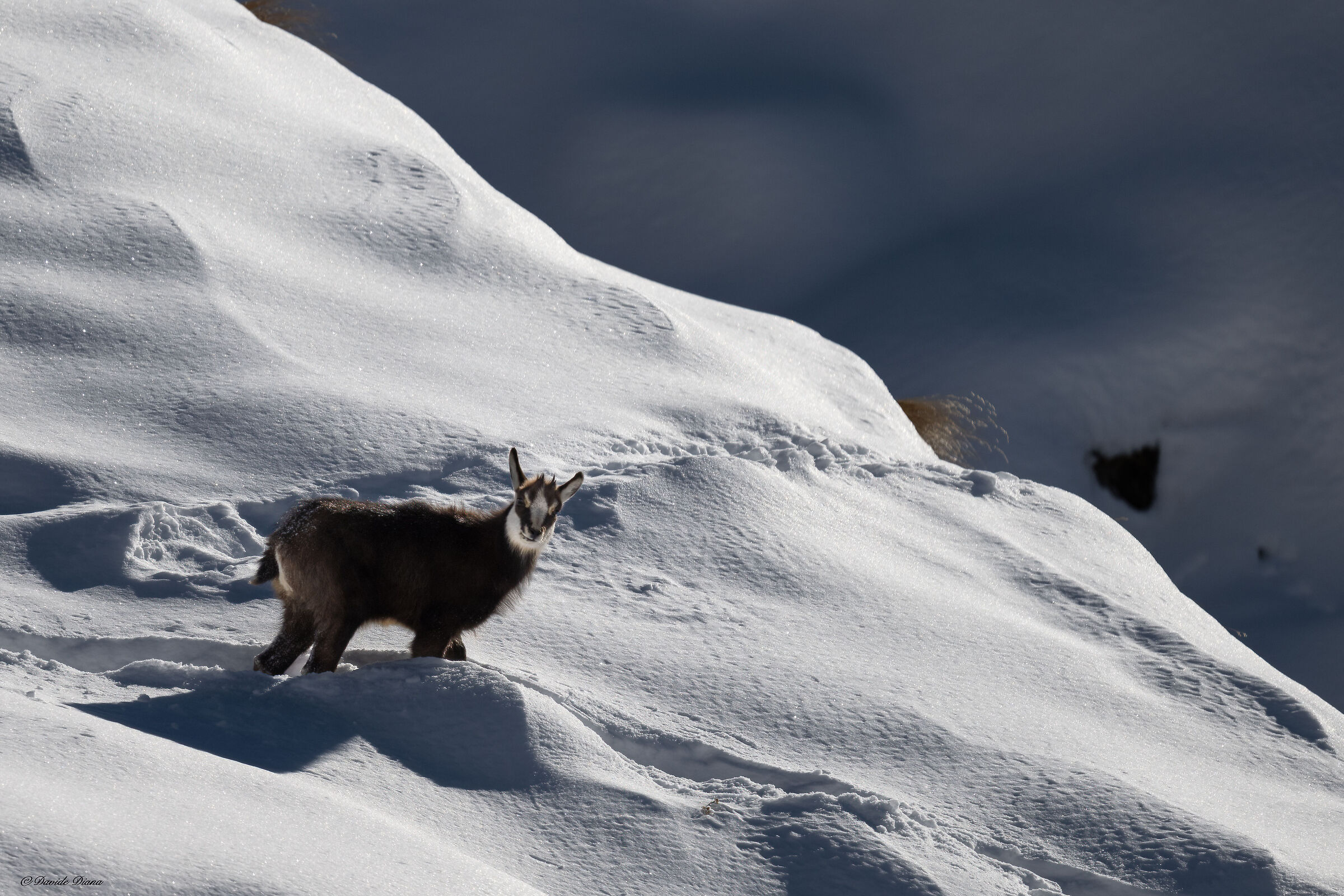 Chamois - Gran Paradiso National Park