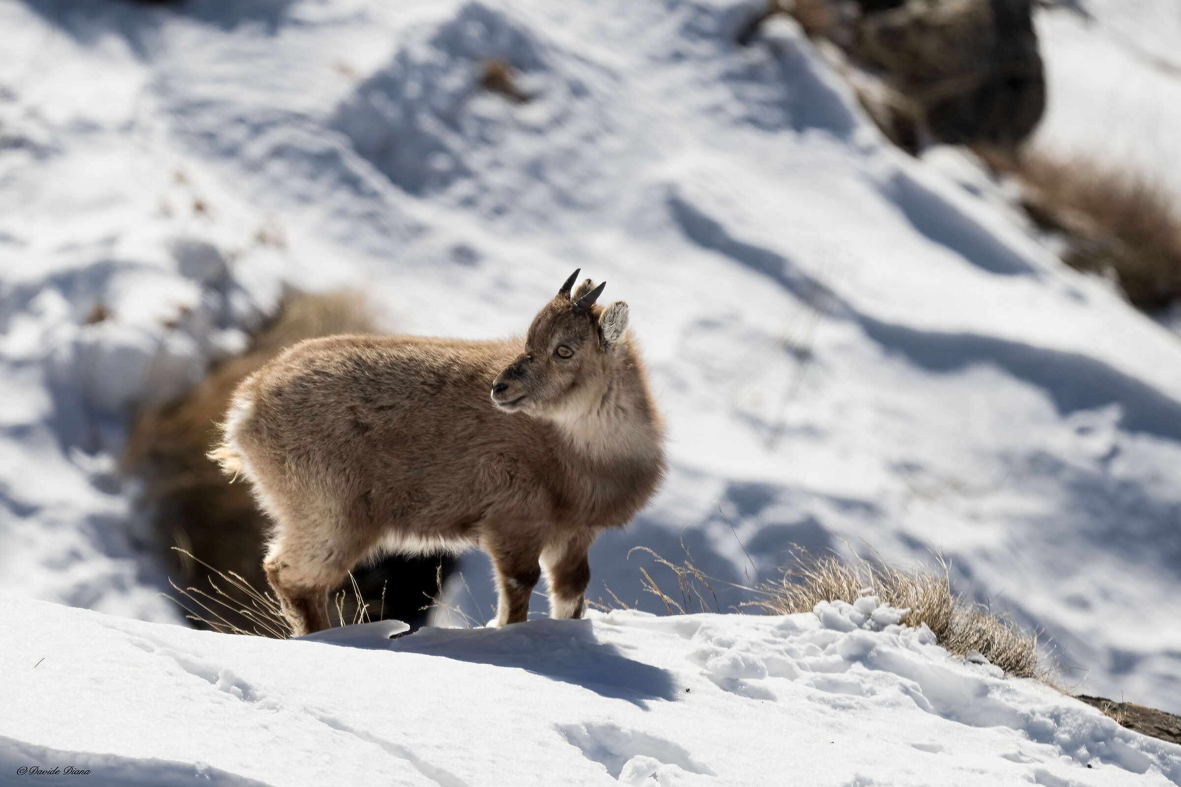 Ibex - Gran Paradiso National Park