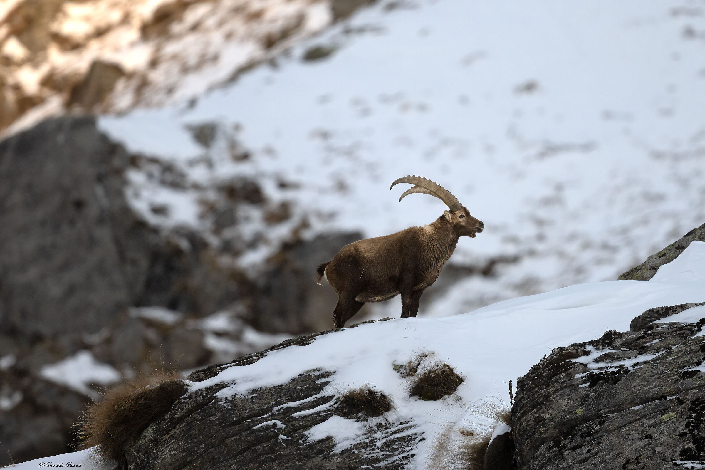 Ibex - Gran Paradiso National Park