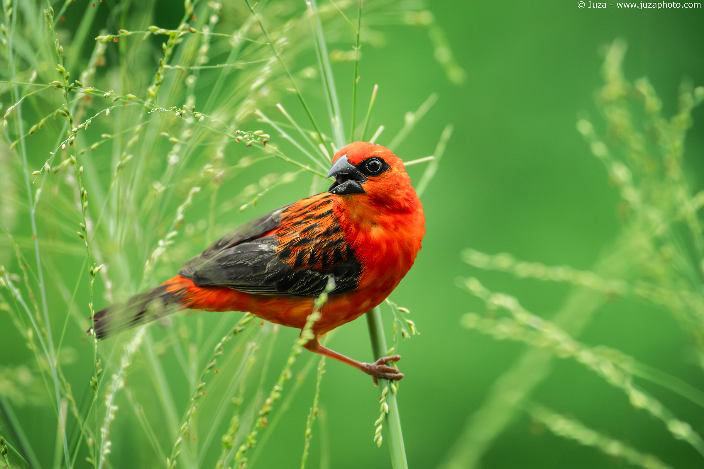 Flaming Weaver (Foudia madagascariensis)