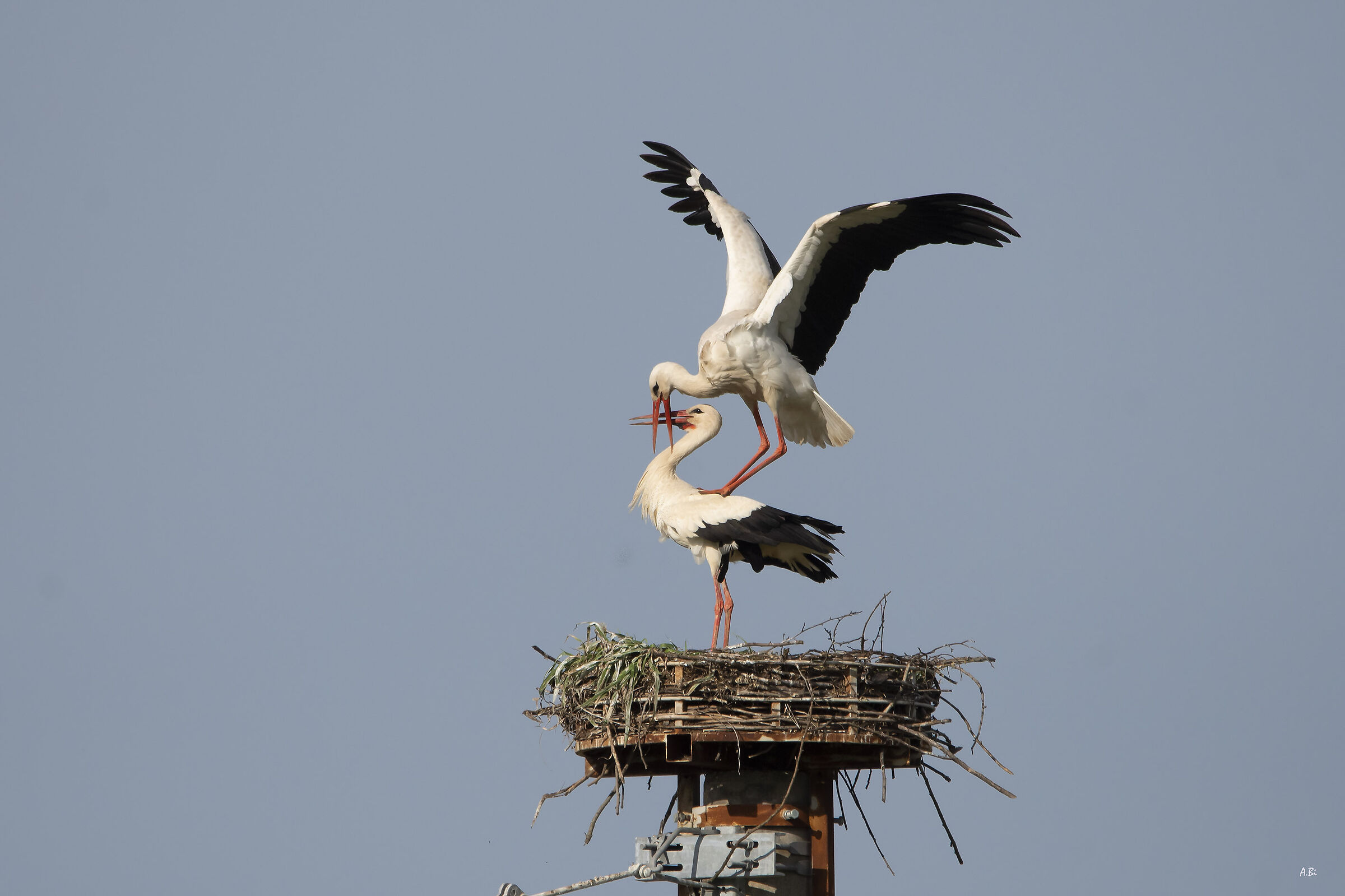 Amore acrobatico