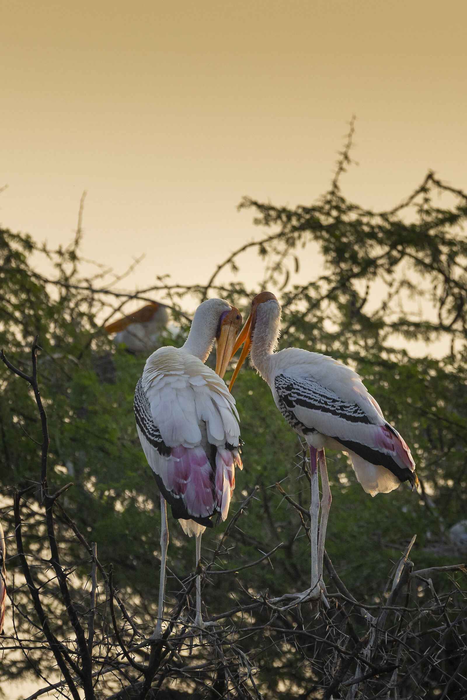 The painted stork