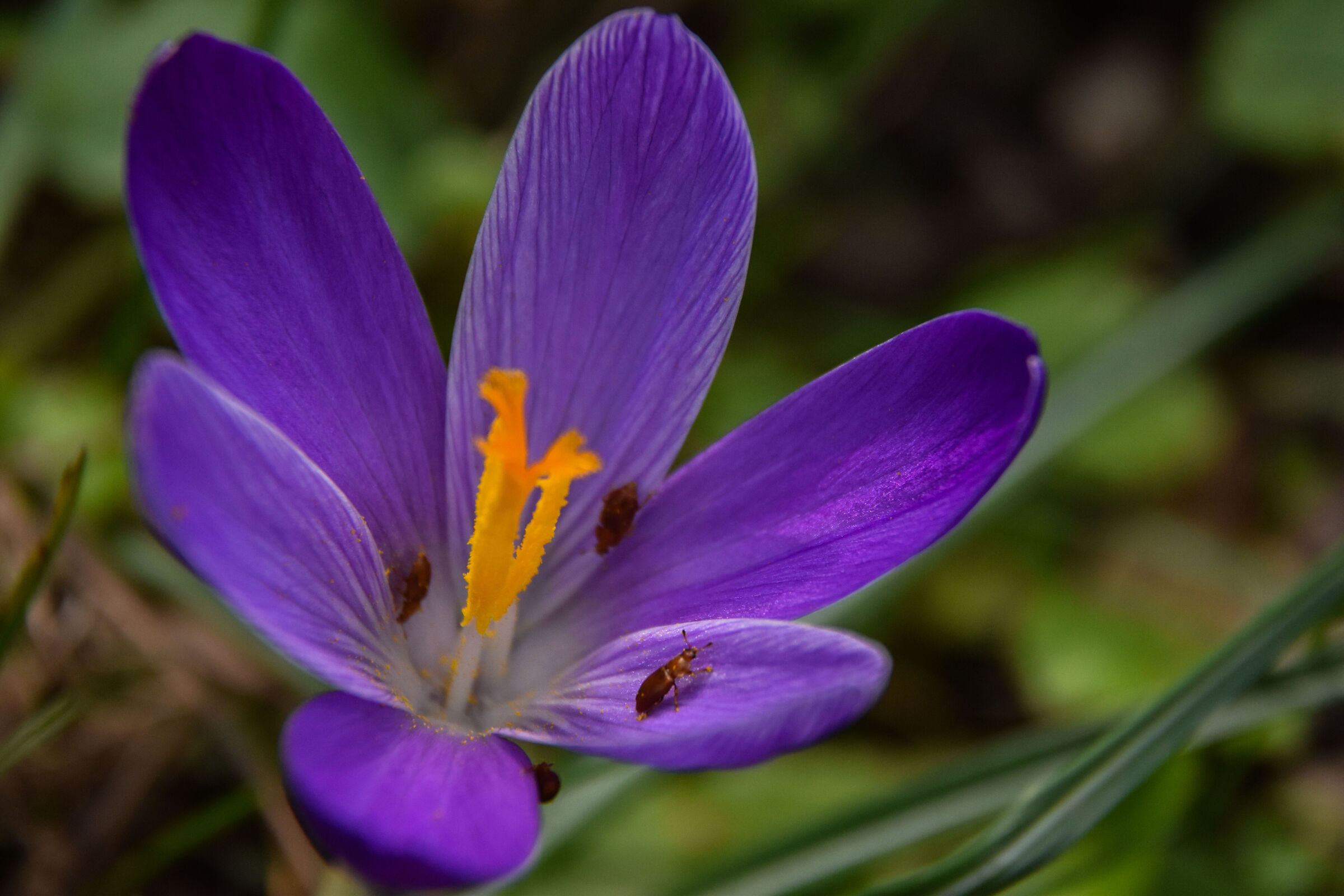 Crocus in Dresden