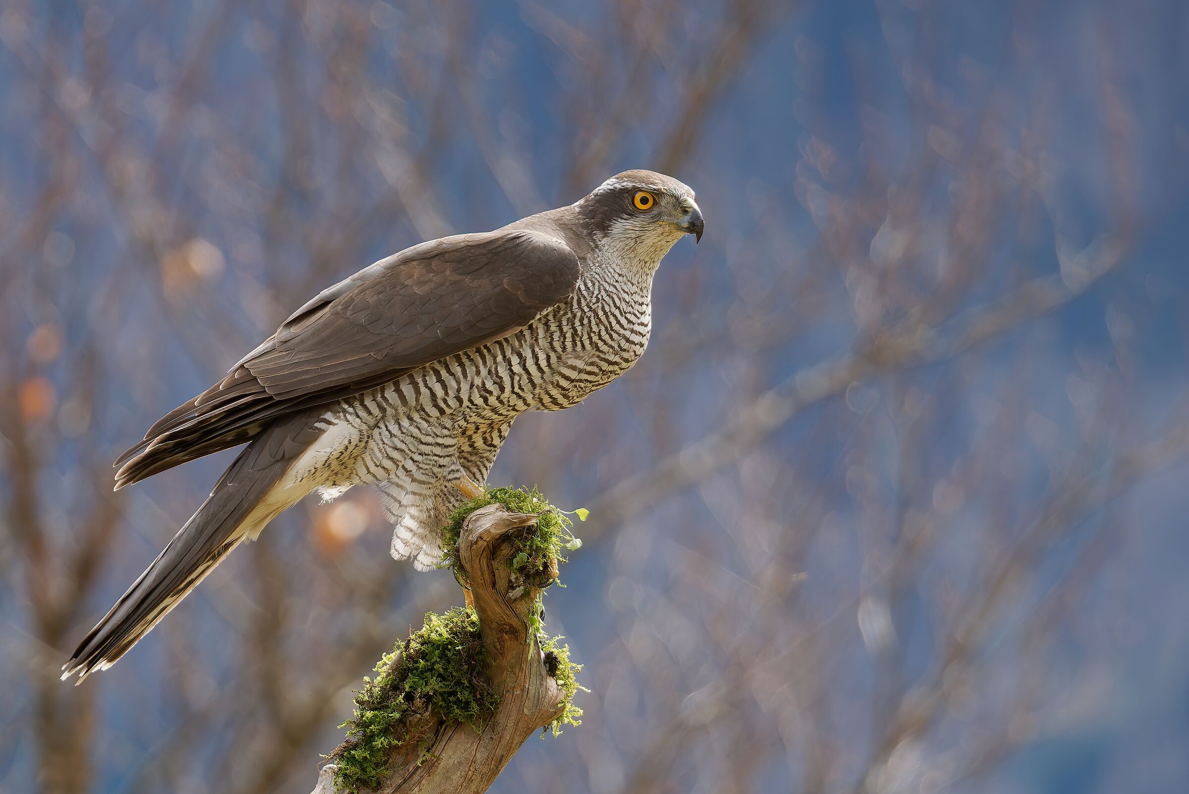 On the perch