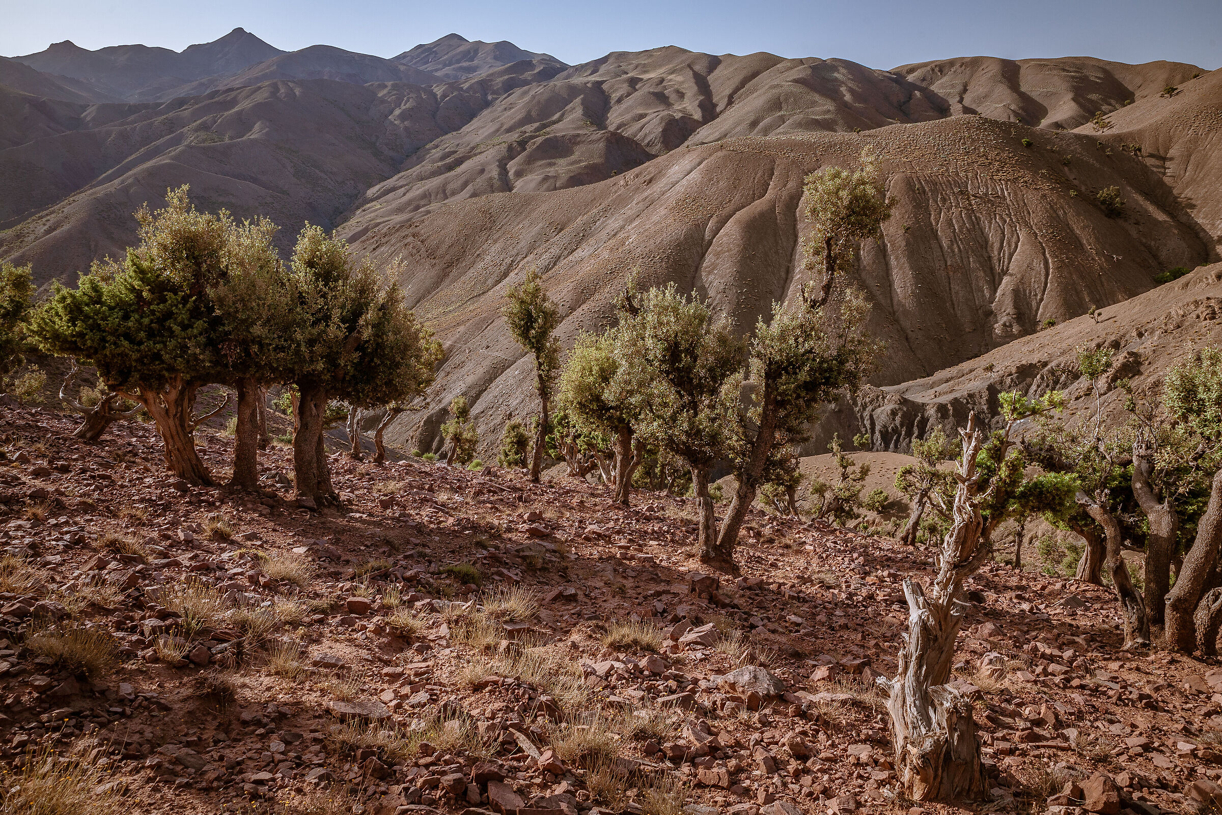 ?????????????, Morocco