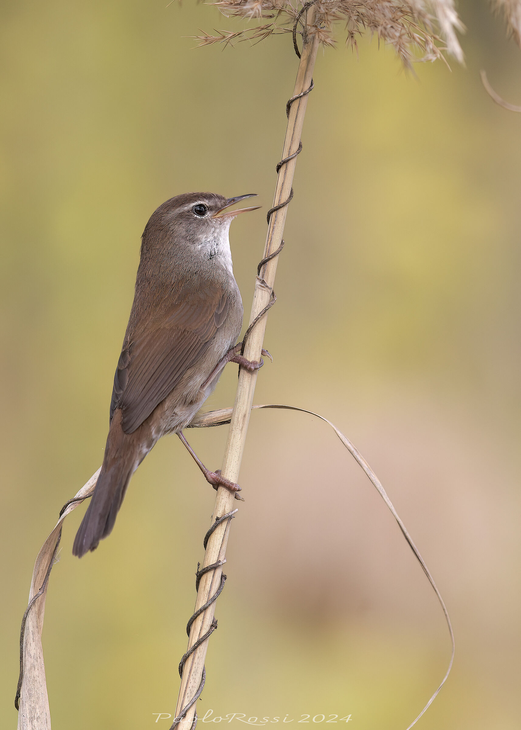 Usignolo di fiume...