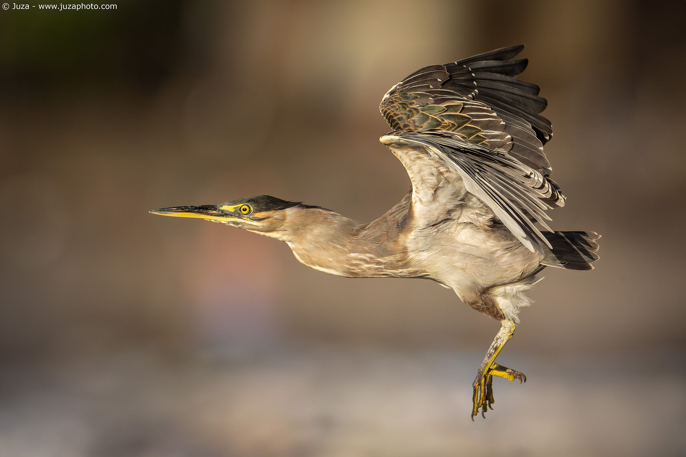 Striped Heron (Butorides striata)