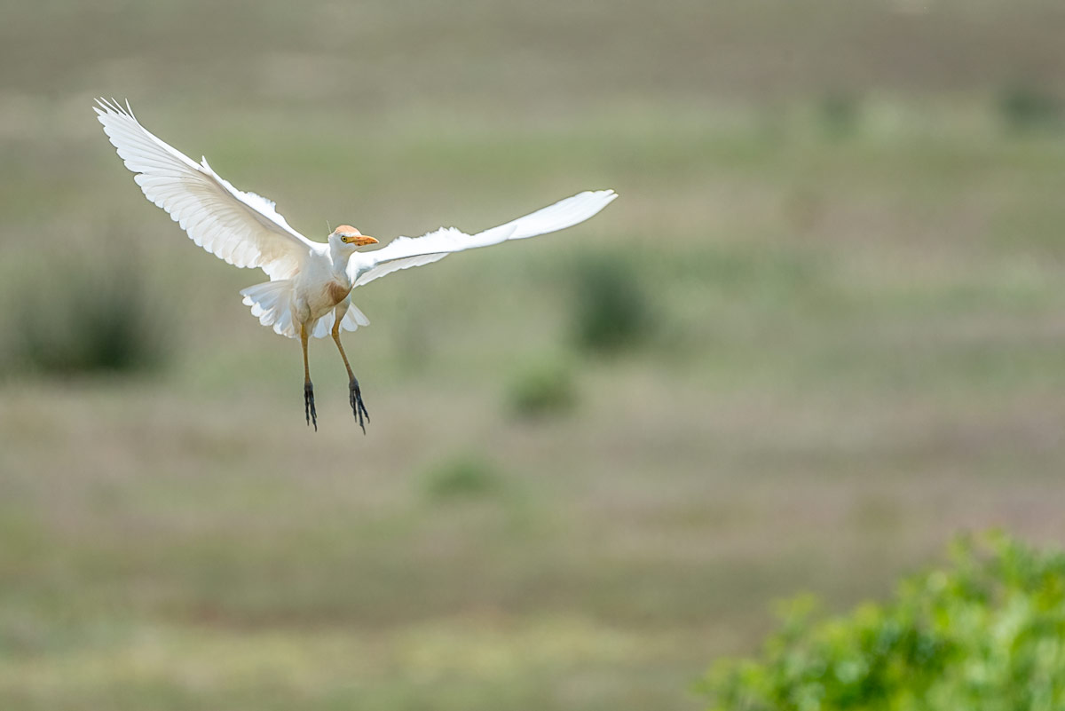 Egyptian vulture takes flight