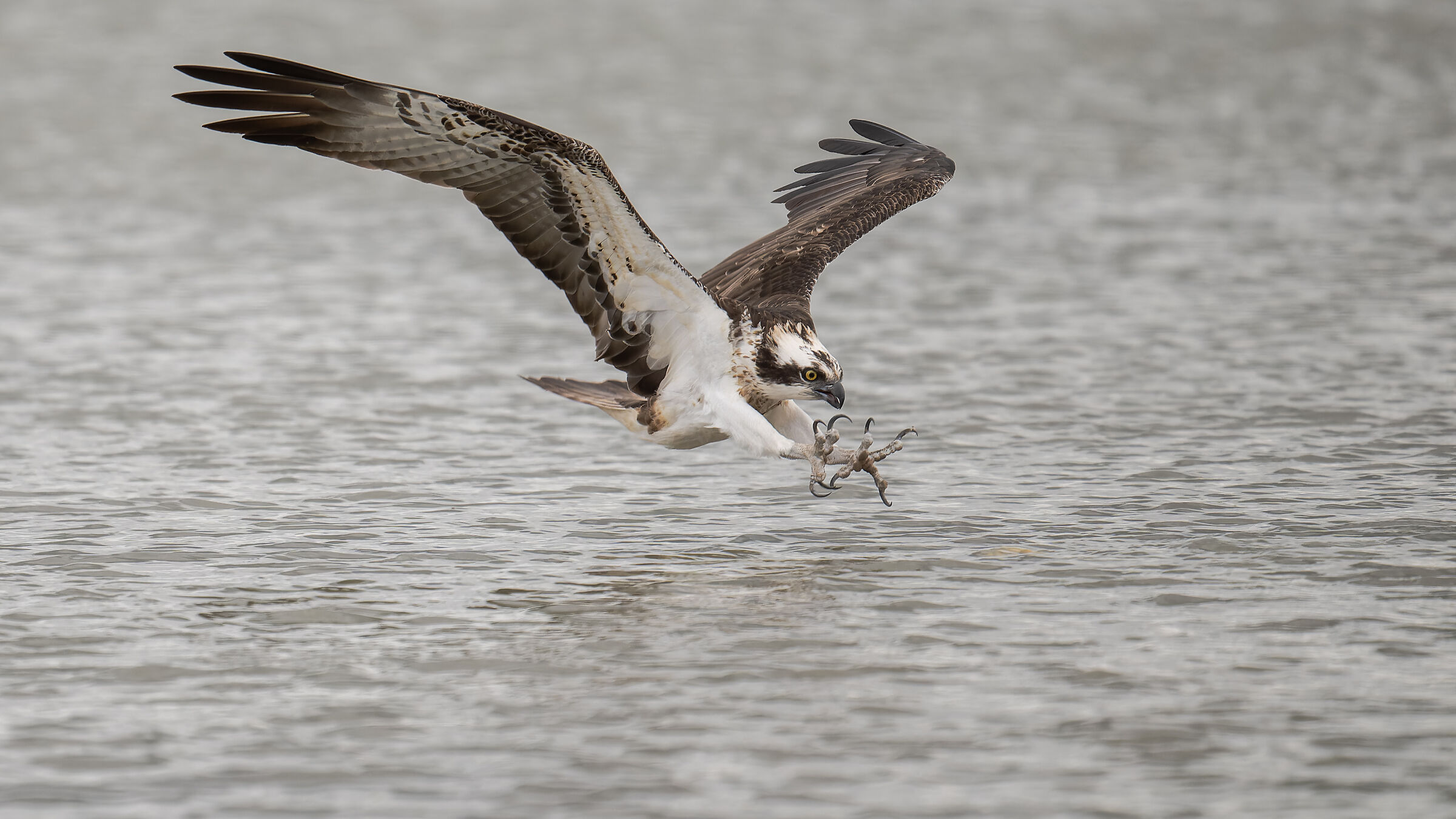 osprey