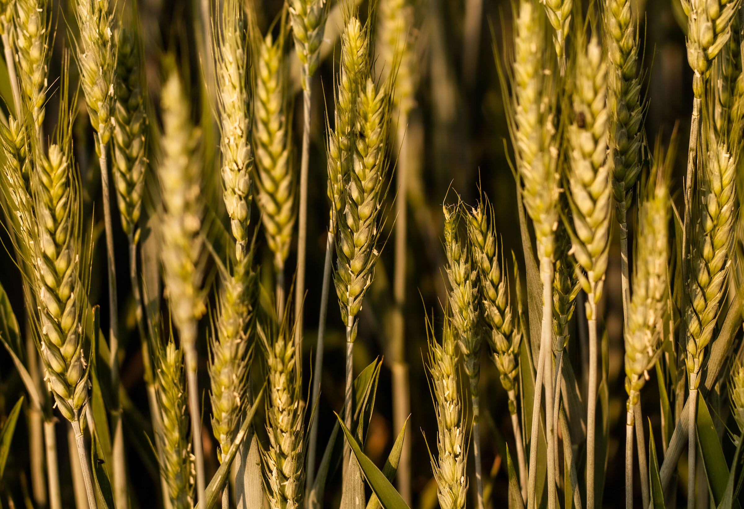 Wheat
