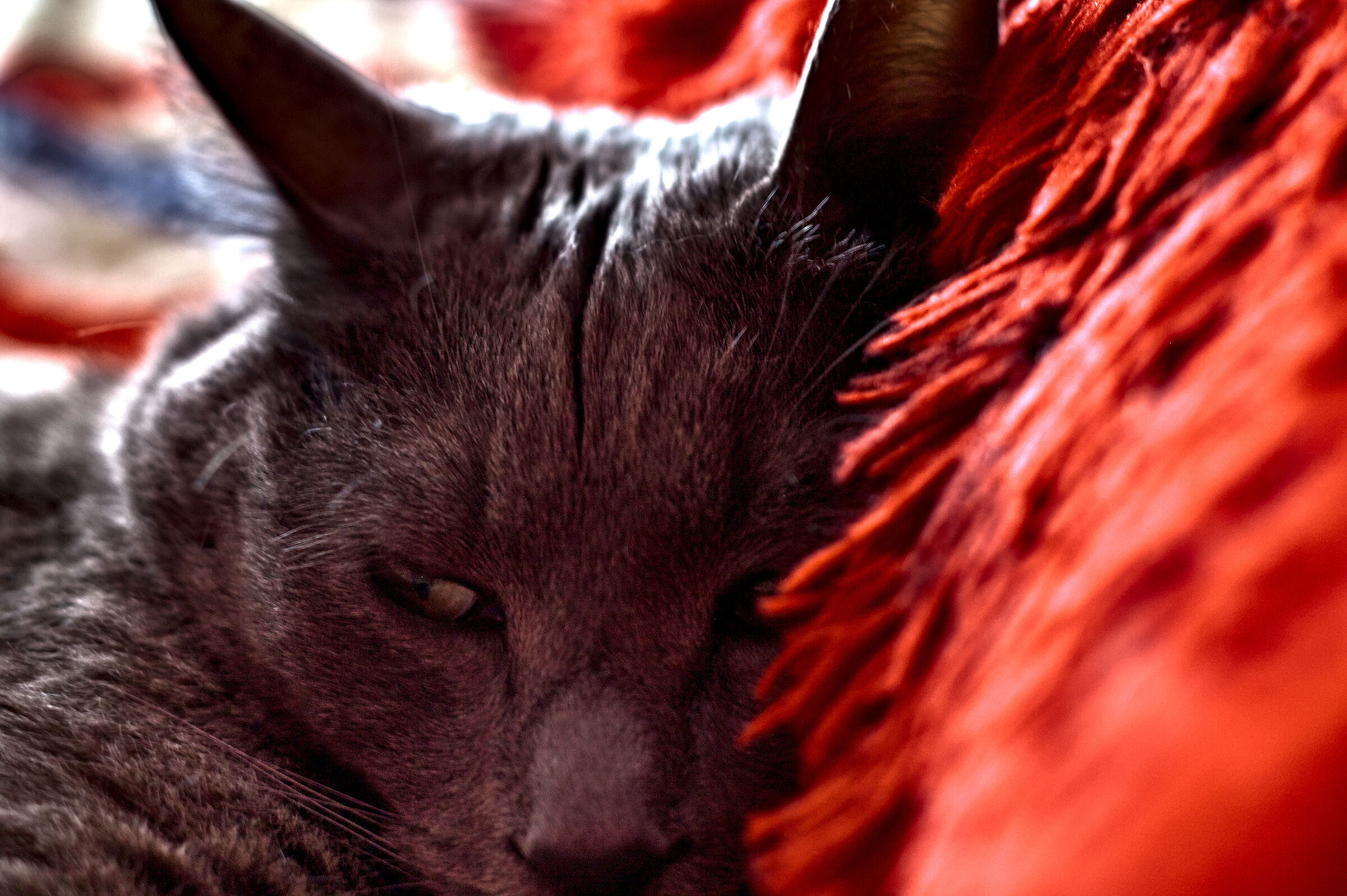 Mom's cat