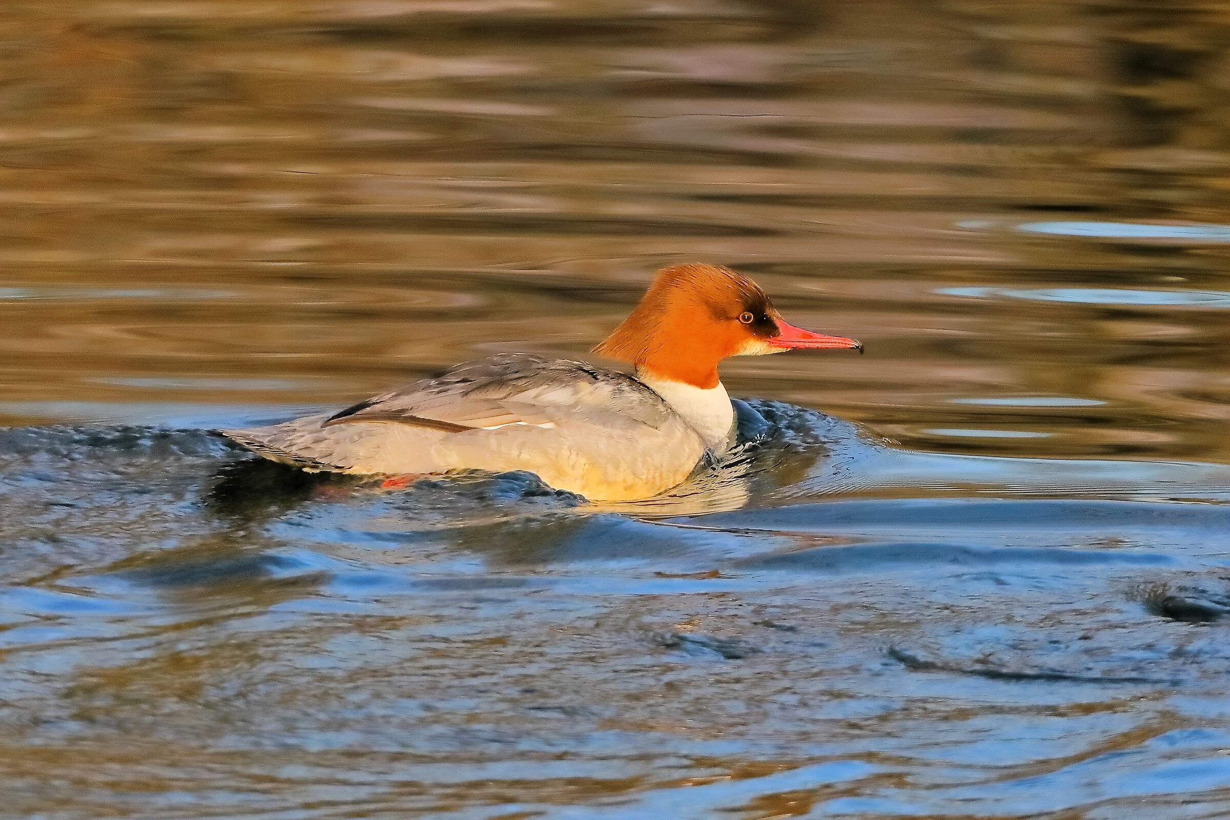 Smergo F 24 January 2024 - 0134