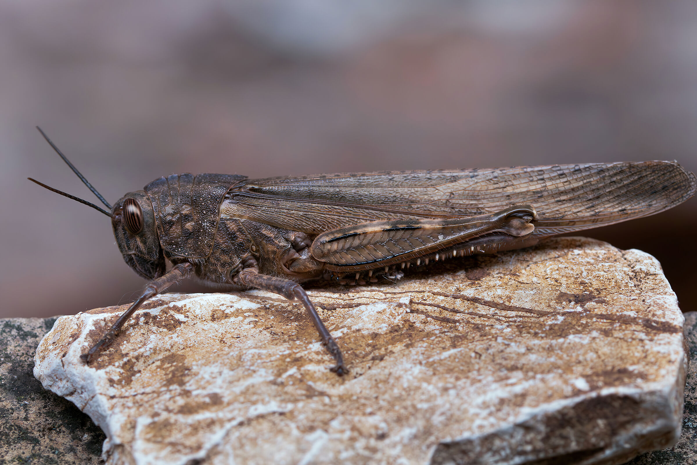 Anacridium aegyptium (Egyptian locust)